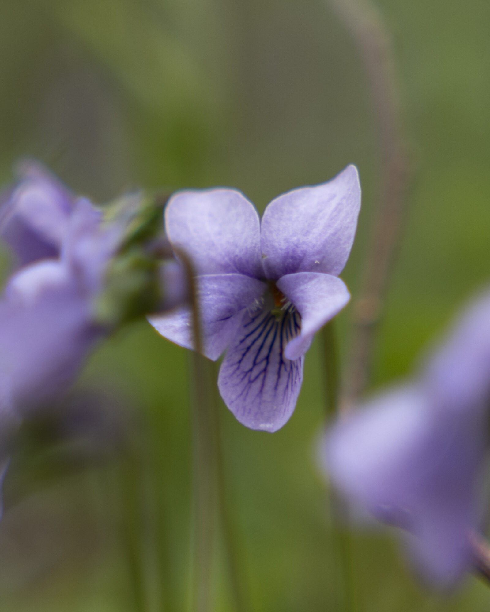 Valokuvaaja: Hannu Tikkanen