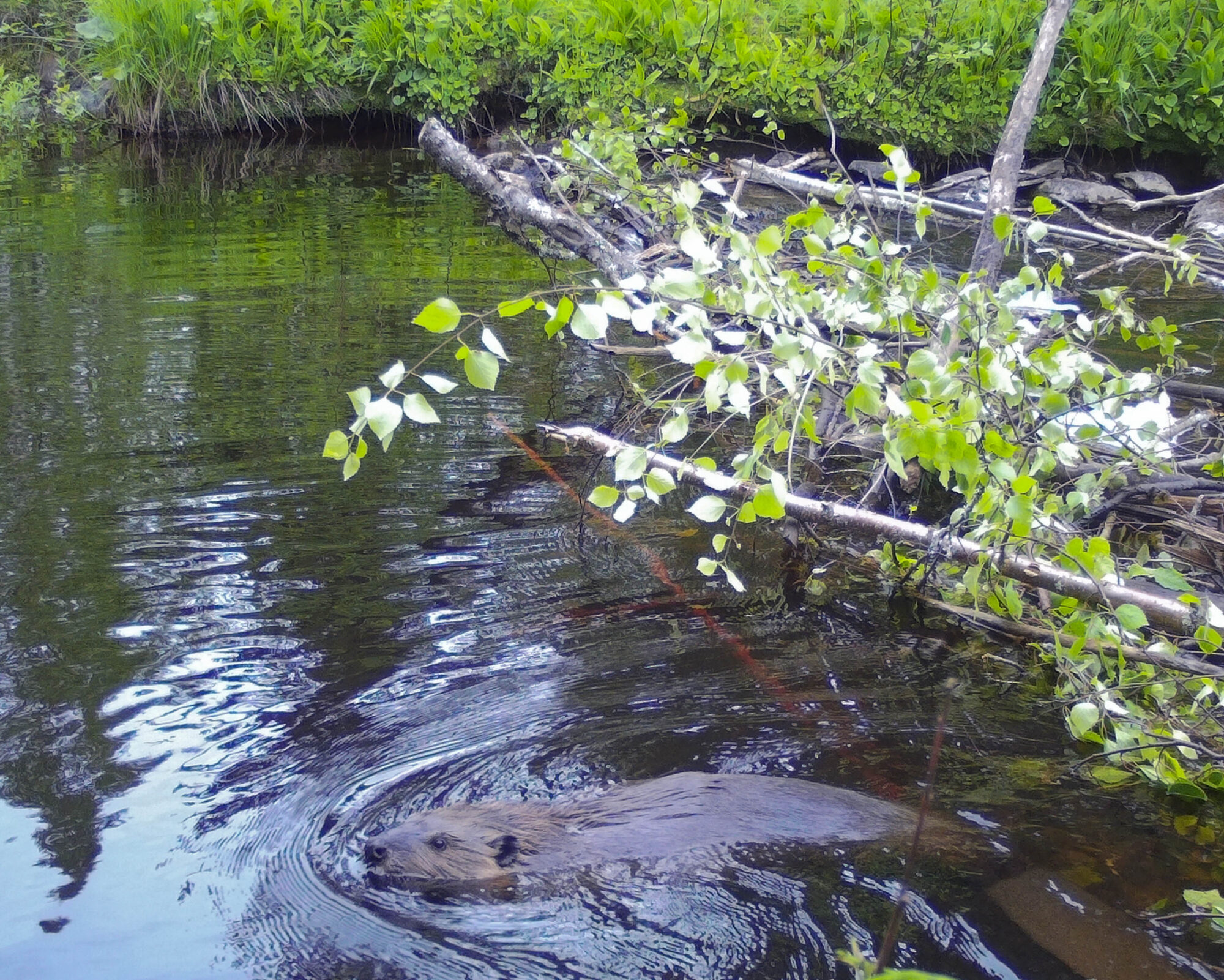 Valokuvaaja: Hannu Tikkanen Valokuvaaja: Hannu Tikkanen