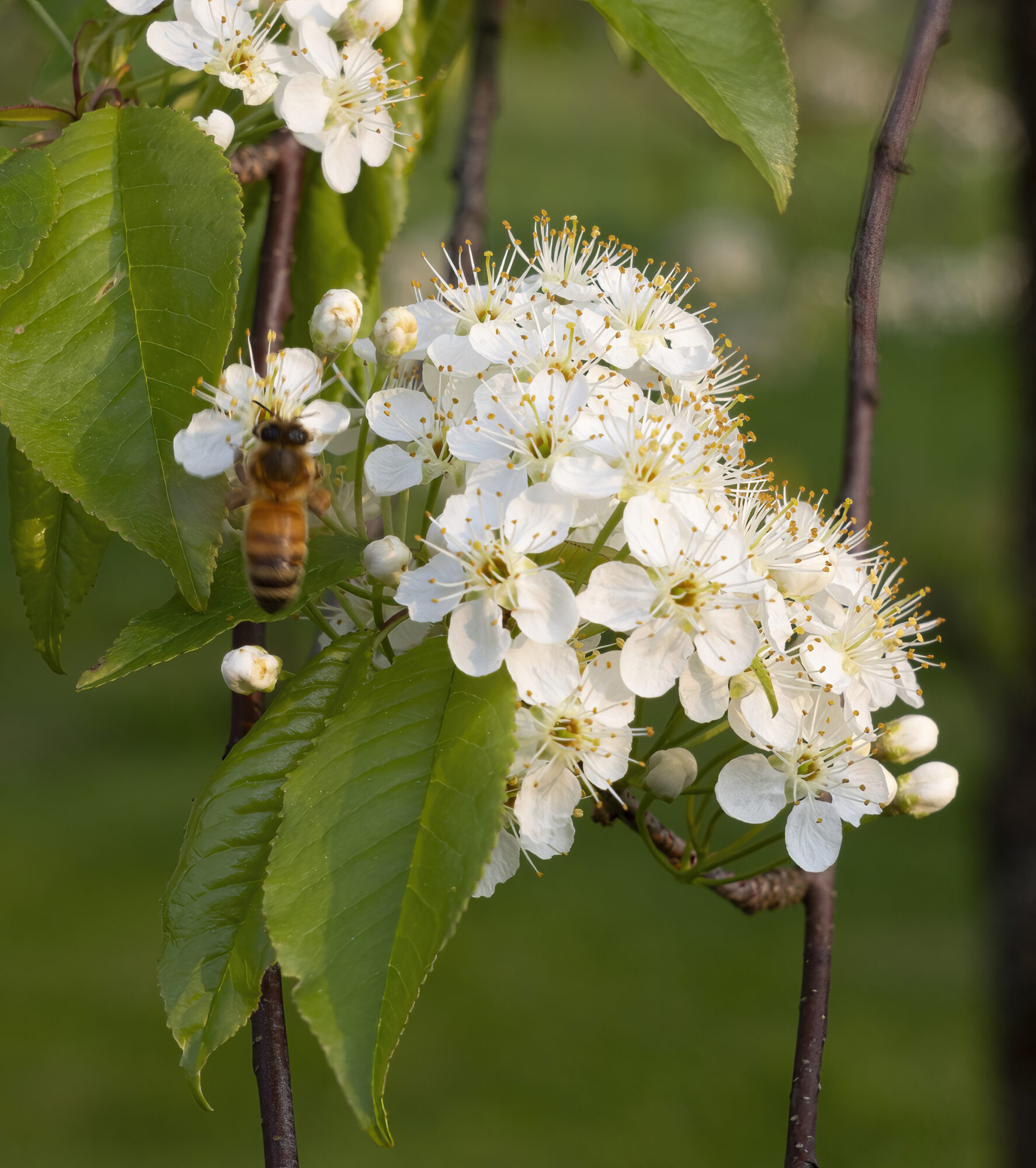 Valokuvaaja: Hannu Tikkanen