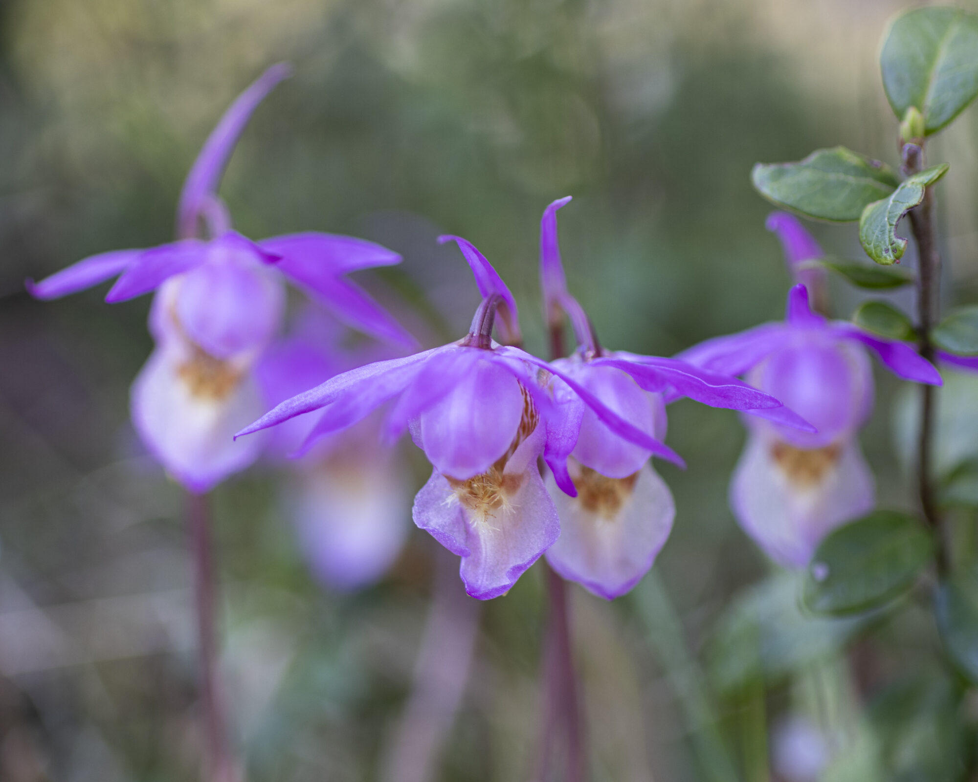 Valokuvaaja: Hannu Tikkanen