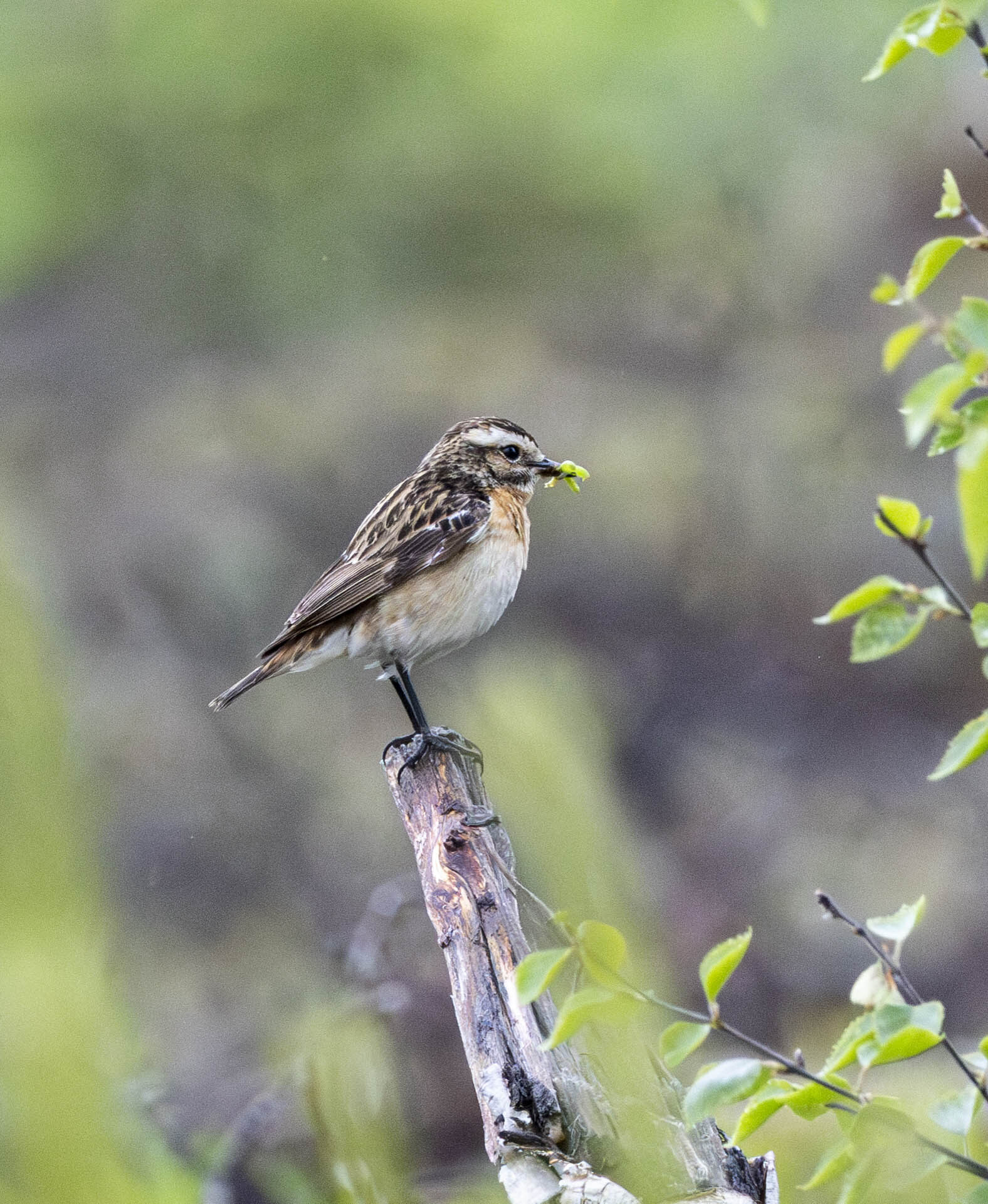 Valokuvaaja: Hannu Tikkanen