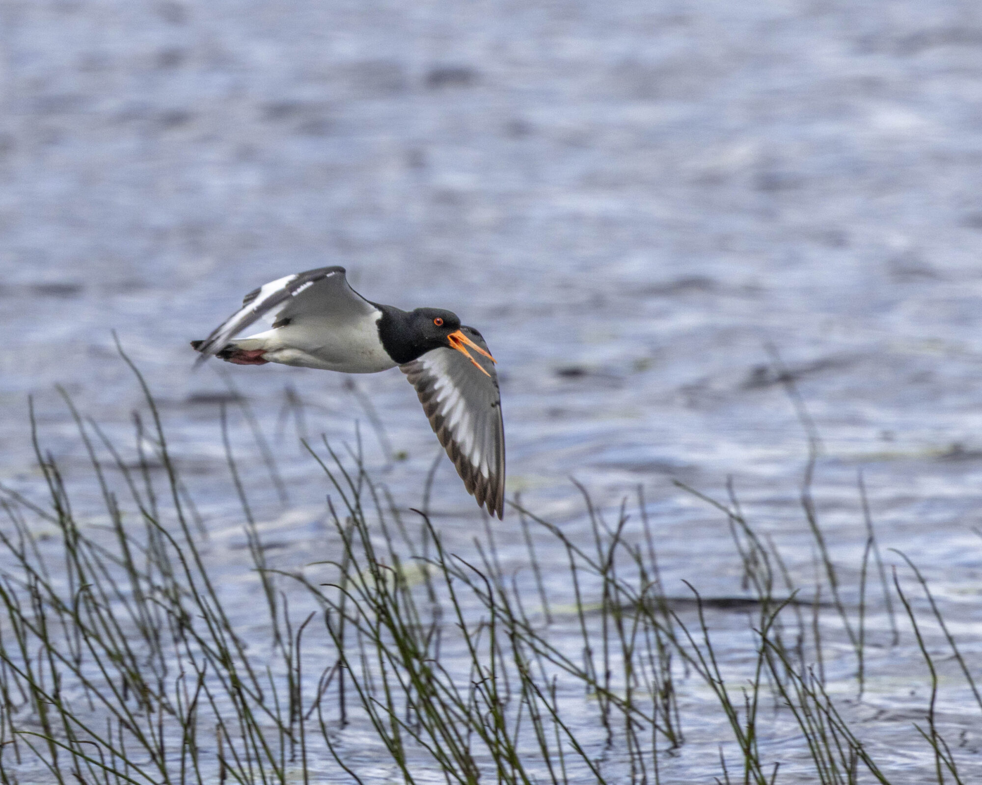 Valokuvaaja: Hannu Tikkanen