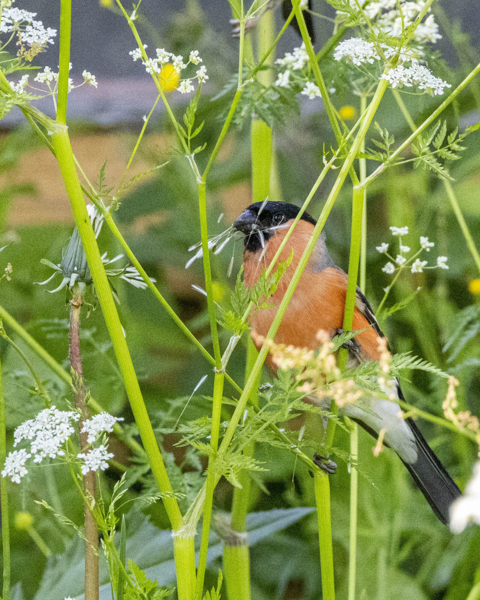 Valokuvaaja: Hannu Tikkanen