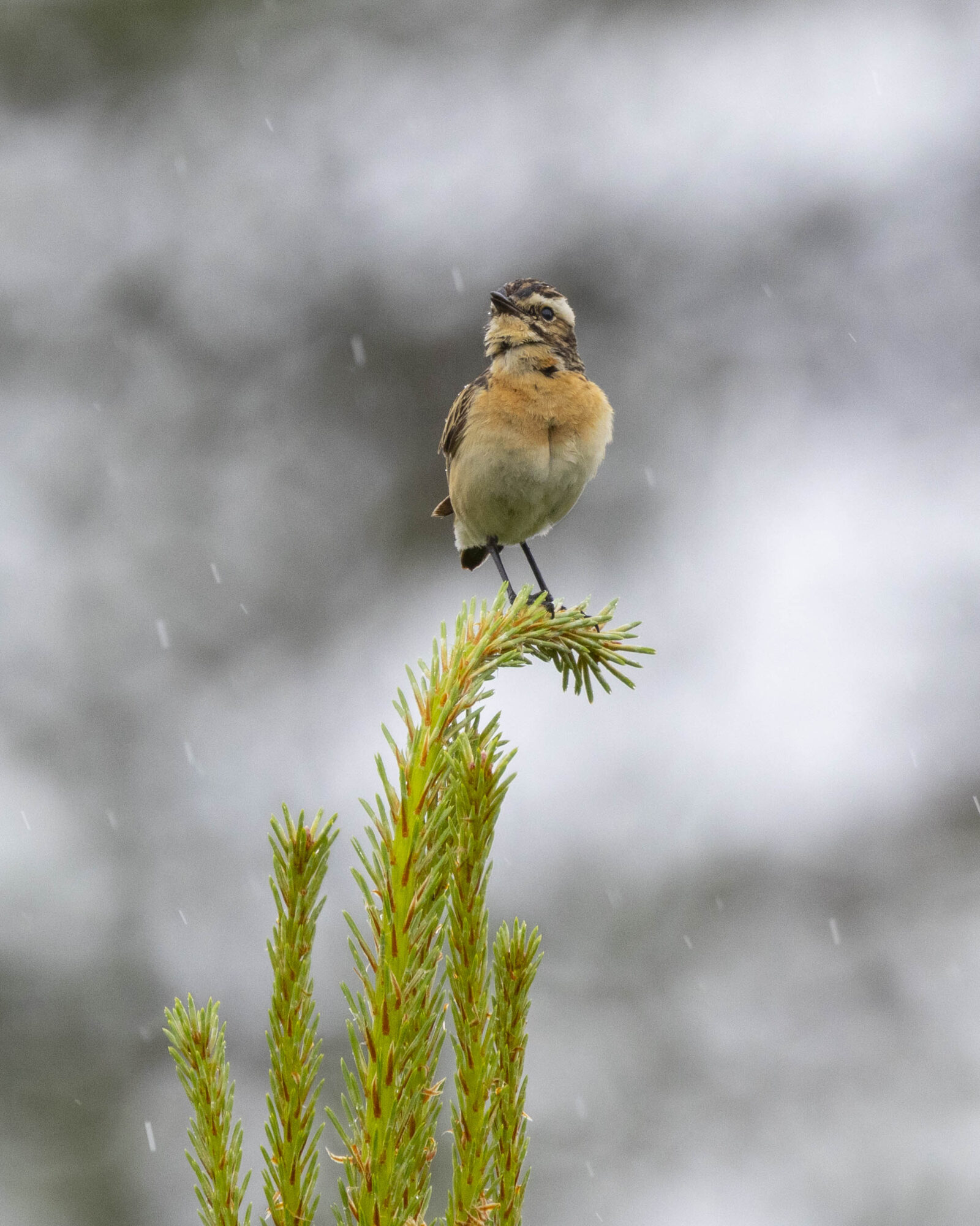 Valokuvaaja: Hannu Tikkanen