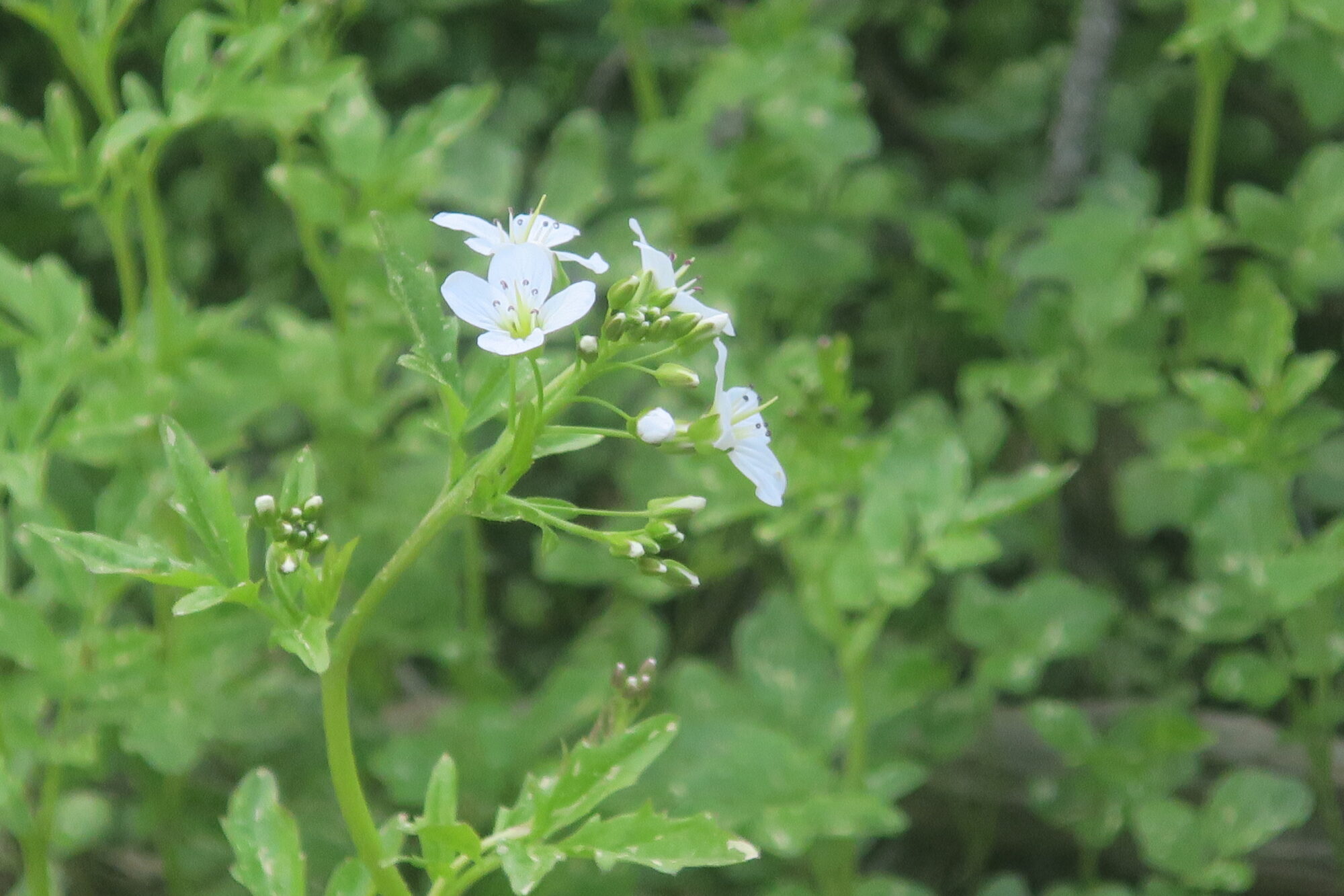 Valokuvaaja: Erja Lehtivirta