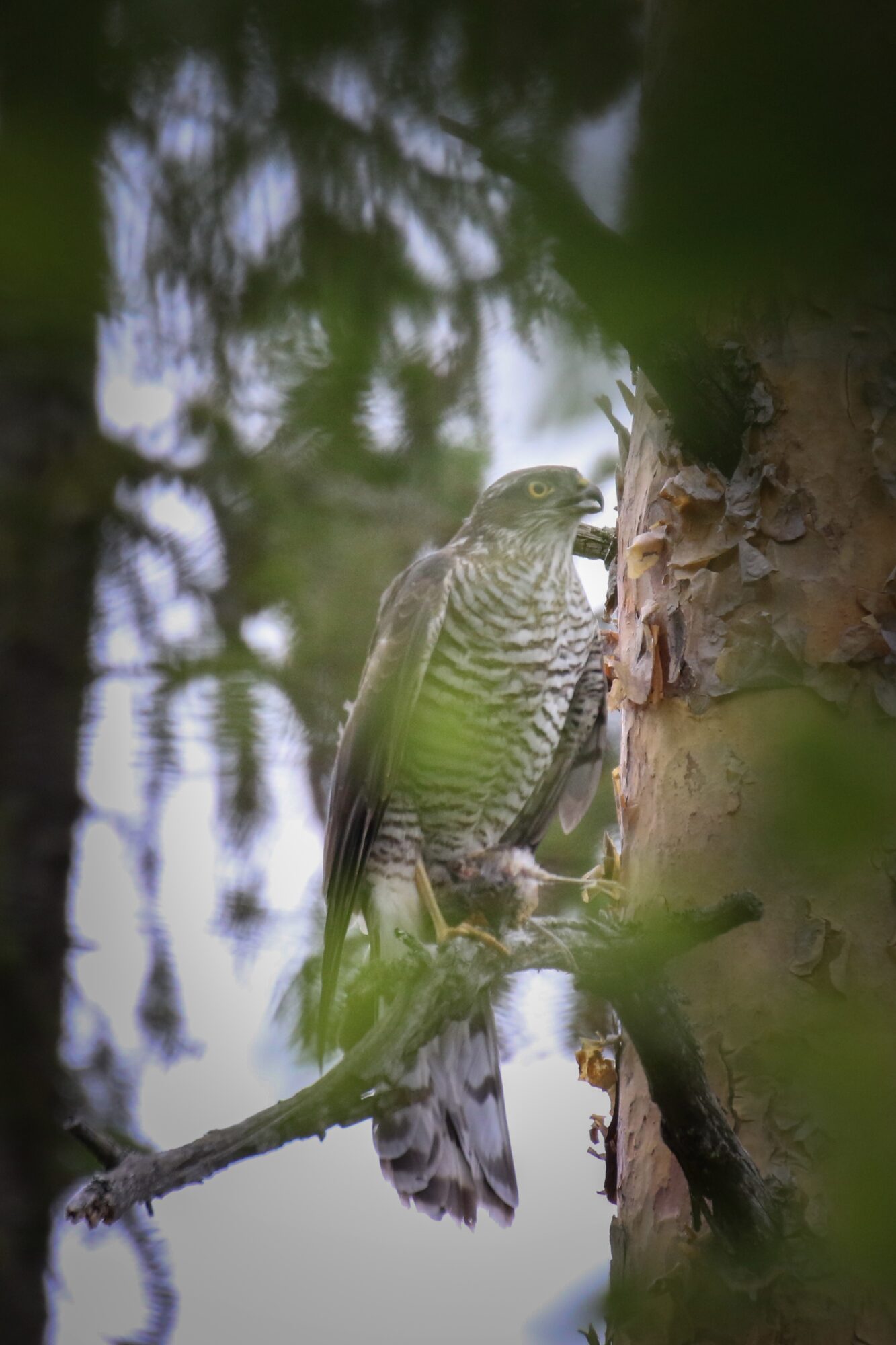 Valokuvaaja: Mikko Siikavesi
