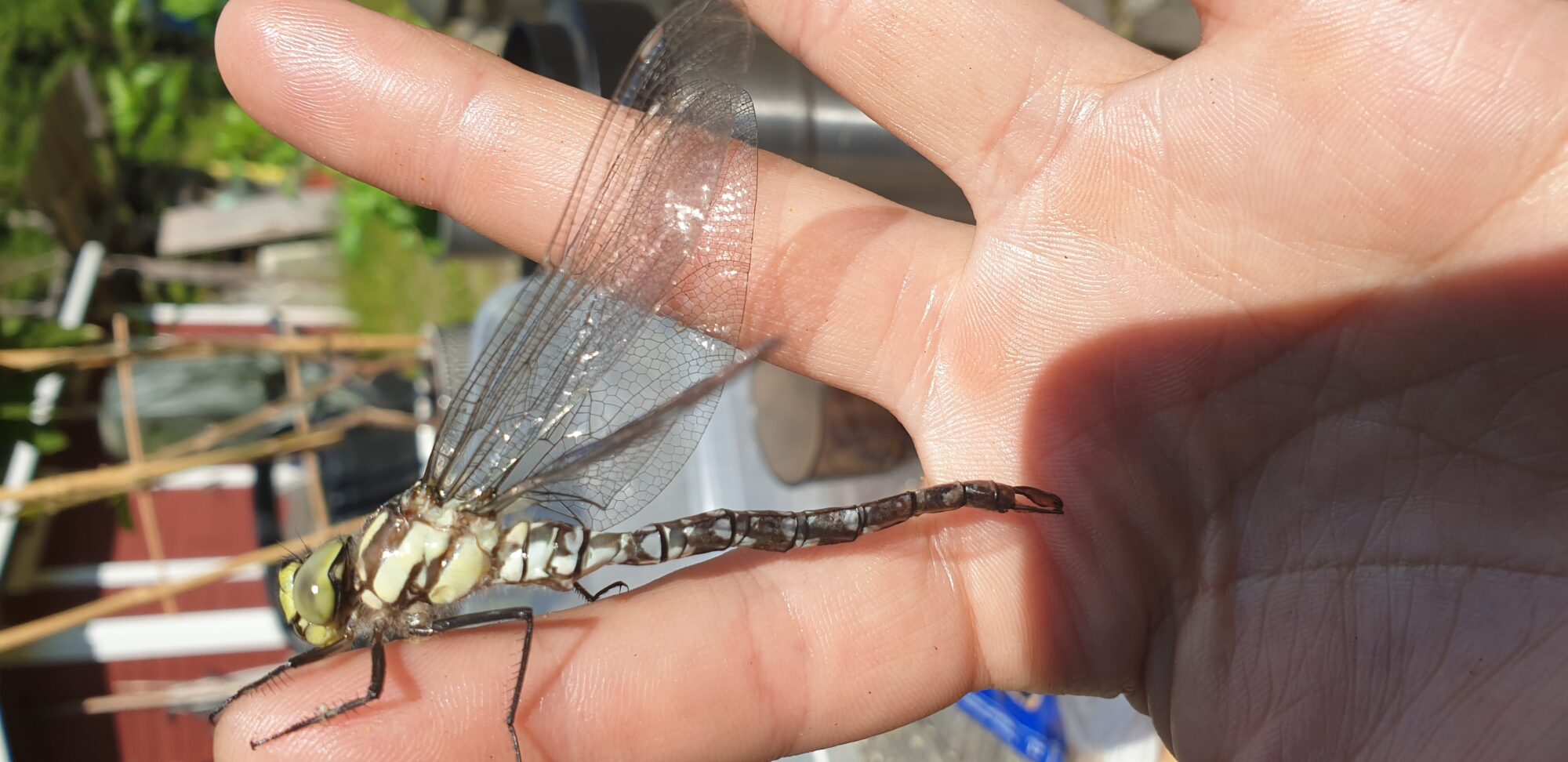 Valokuvaaja: Tiina Edelman Valokuvaaja: Tiina Edelman