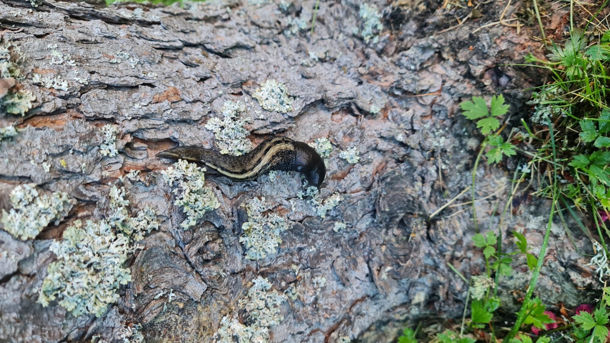 Valokuvaaja: Tarja Halme