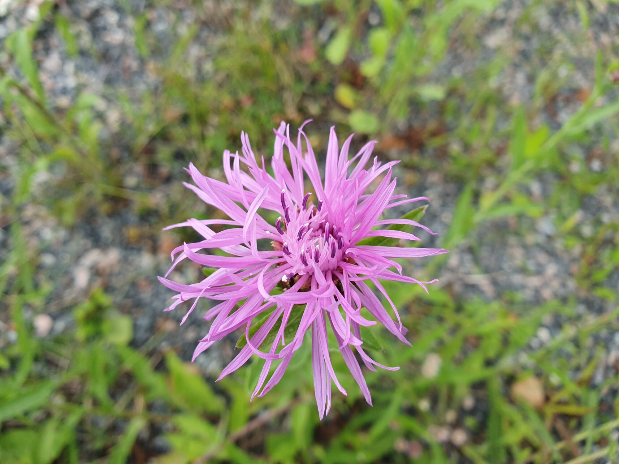 Valokuvaaja: Pirkko Tuulihovi