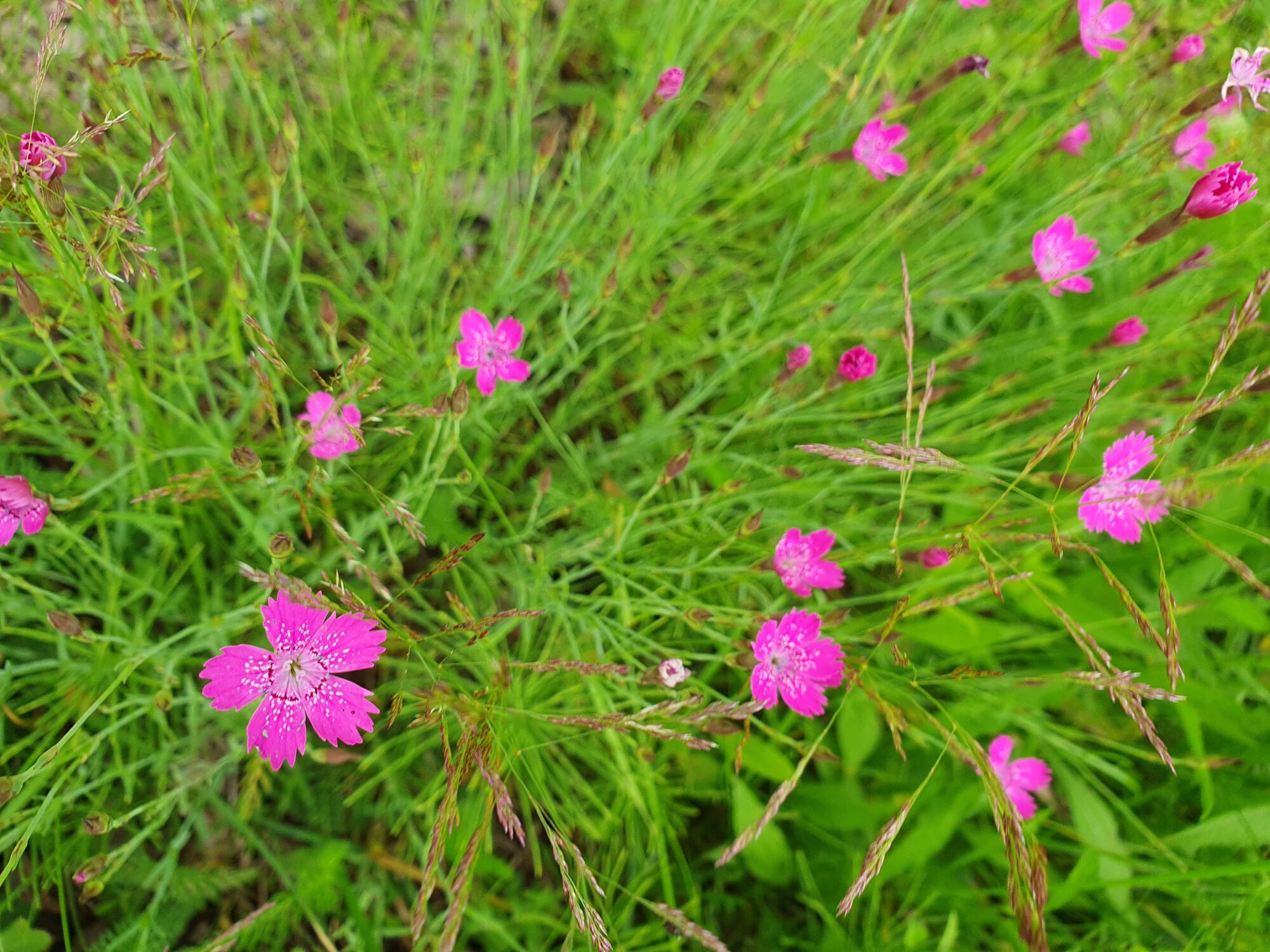 Valokuvaaja: Pirkko Tuulihovi