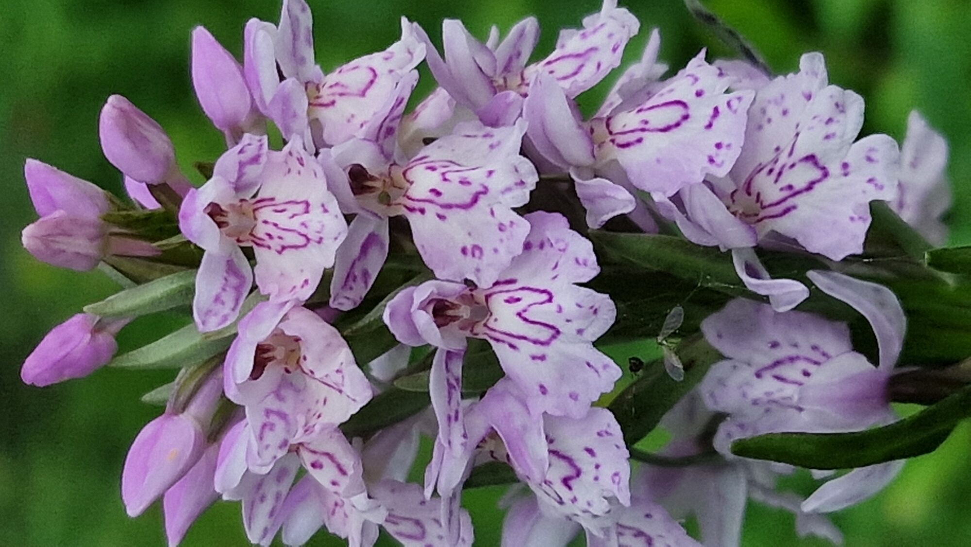 Valokuvaaja: Tea Hirvikoski