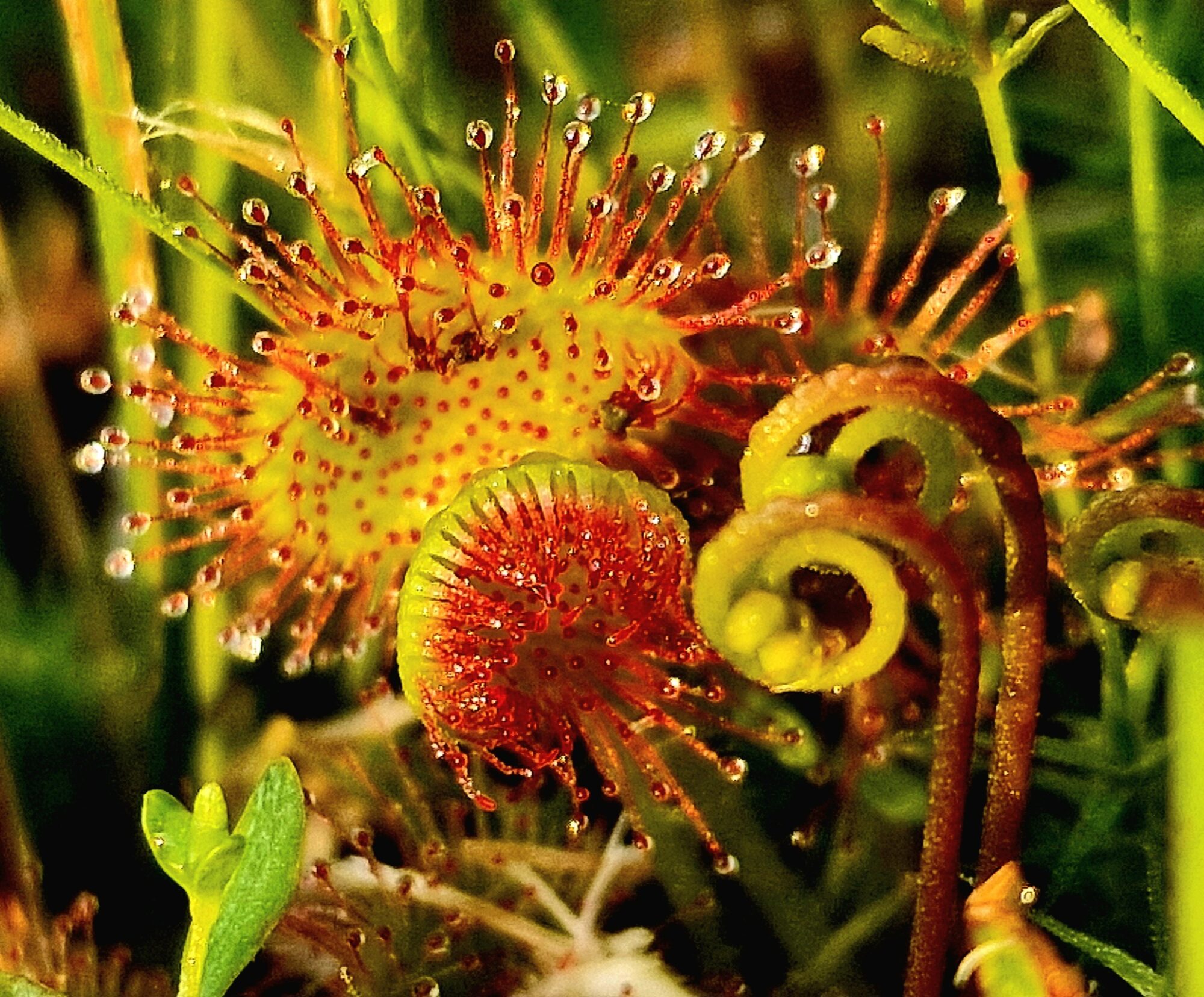 Valokuvaaja: Tea Hirvikoski