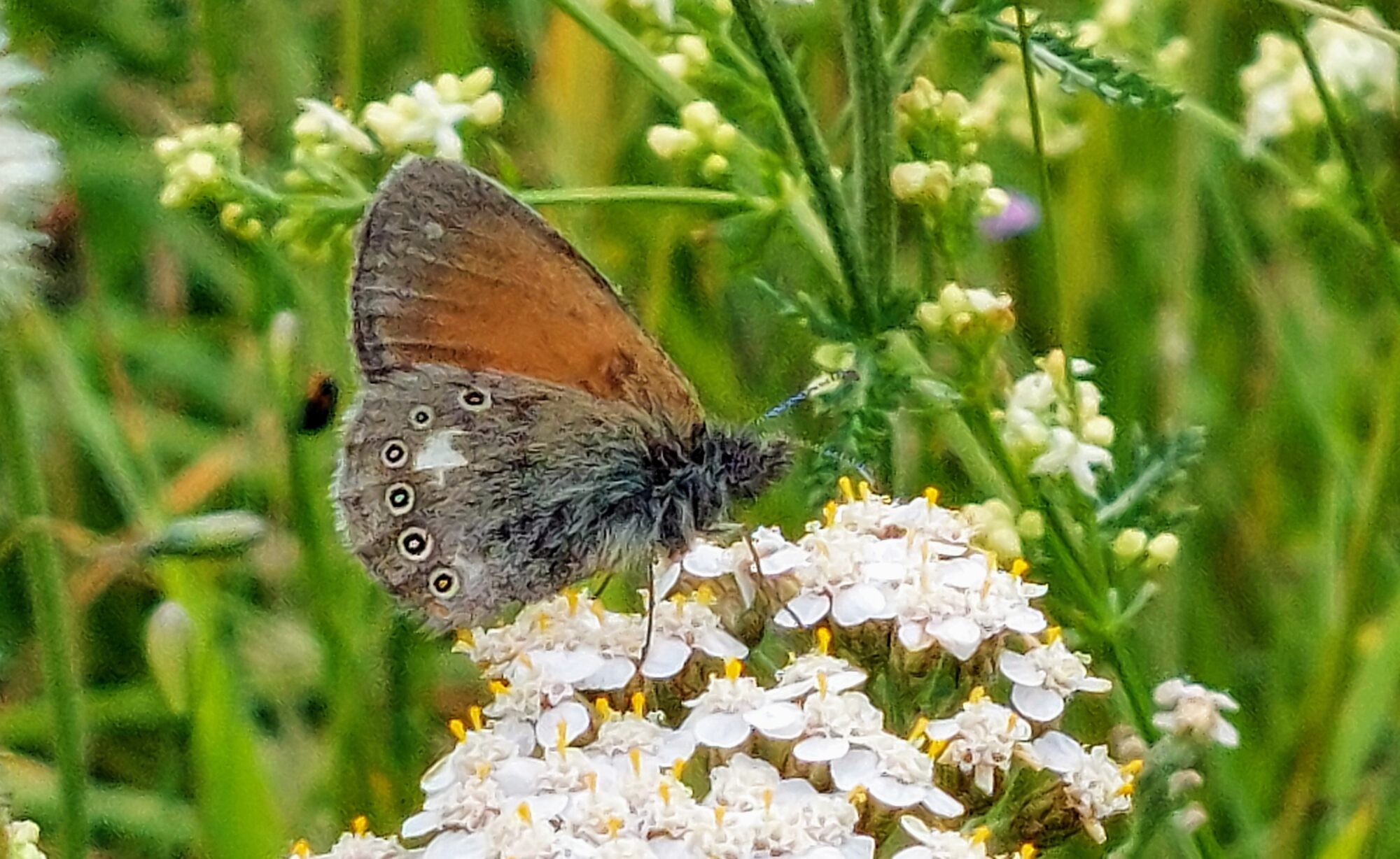 Valokuvaaja: Tarja Naukkarinen