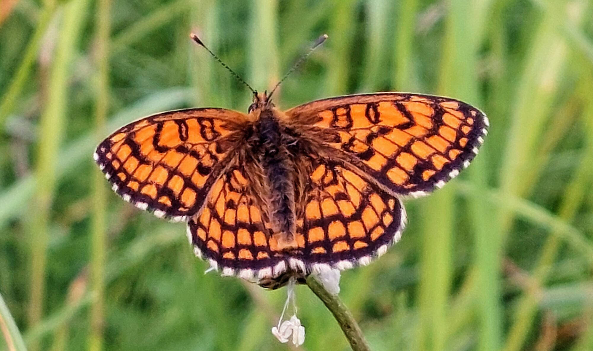 Valokuvaaja: Tarja Naukkarinen