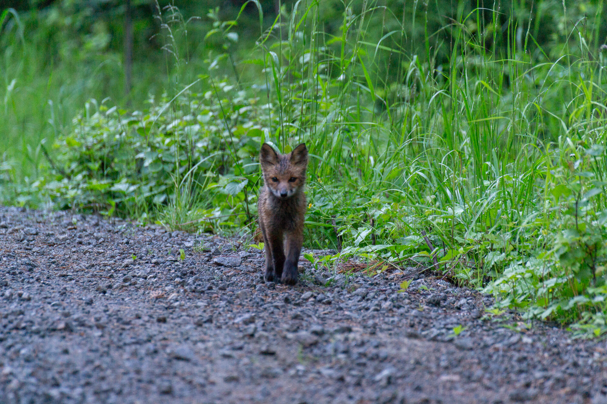 Valokuvaaja: Helena Minkkilä