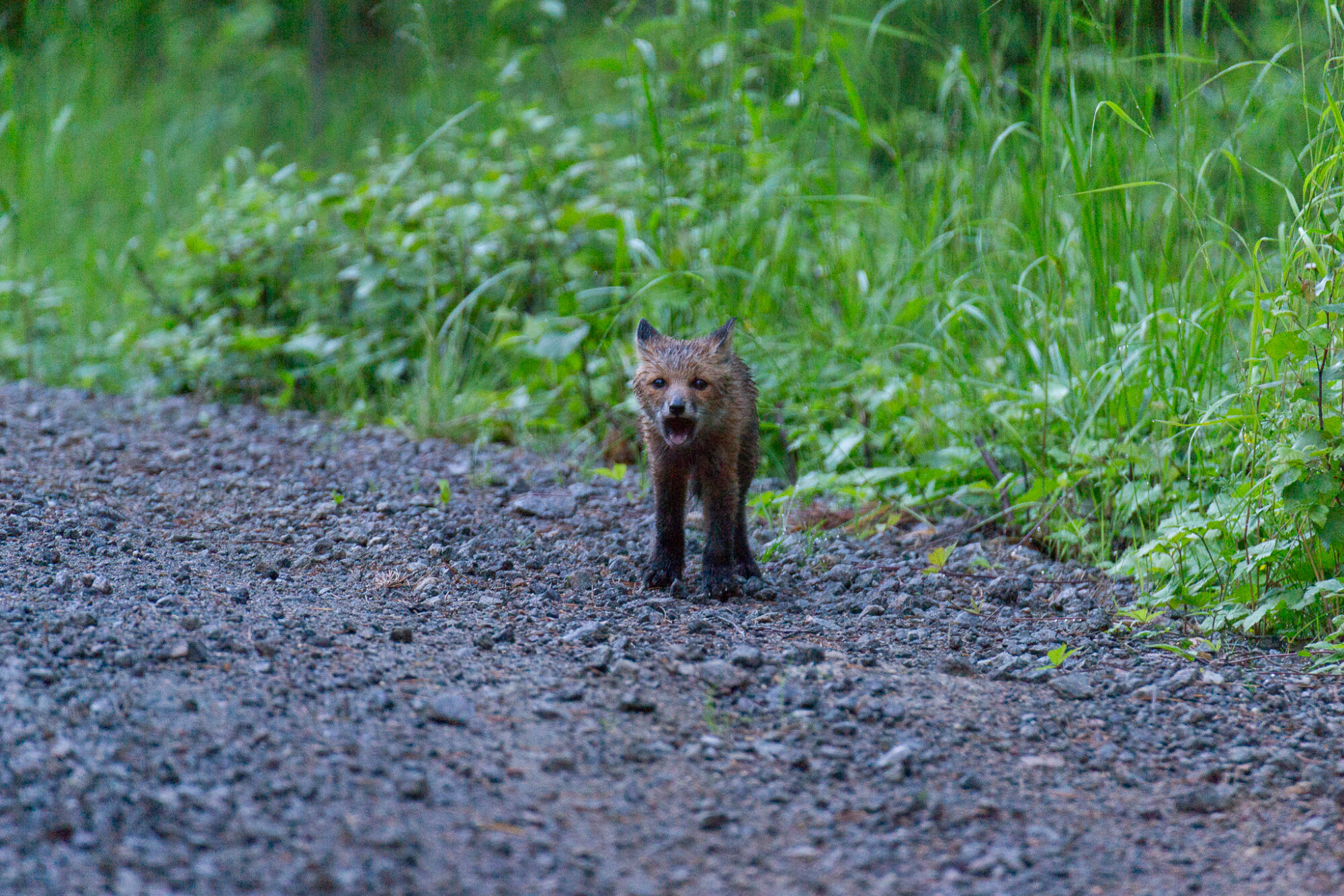 Valokuvaaja: Helena Minkkilä