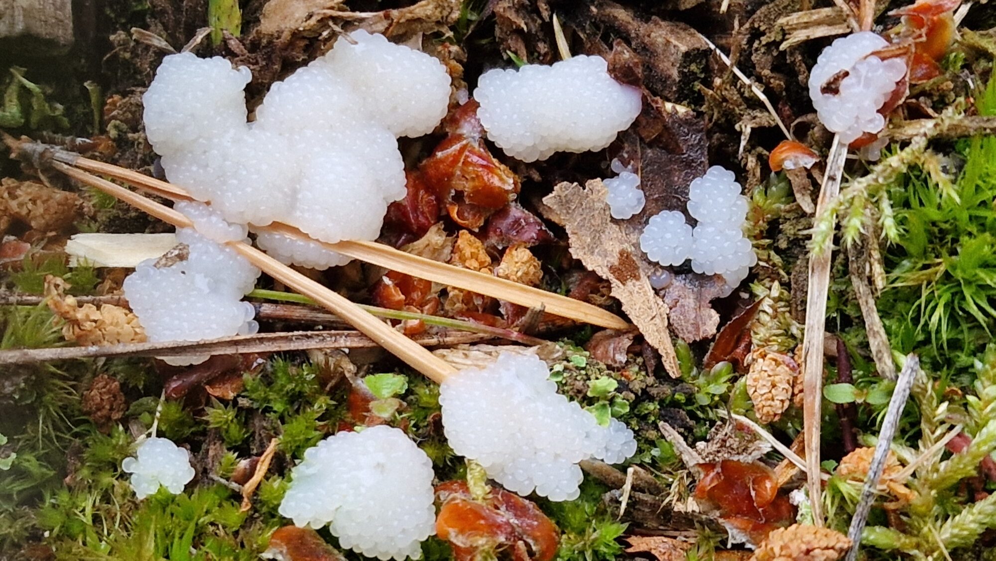 Valokuvaaja: Tea Hirvikoski