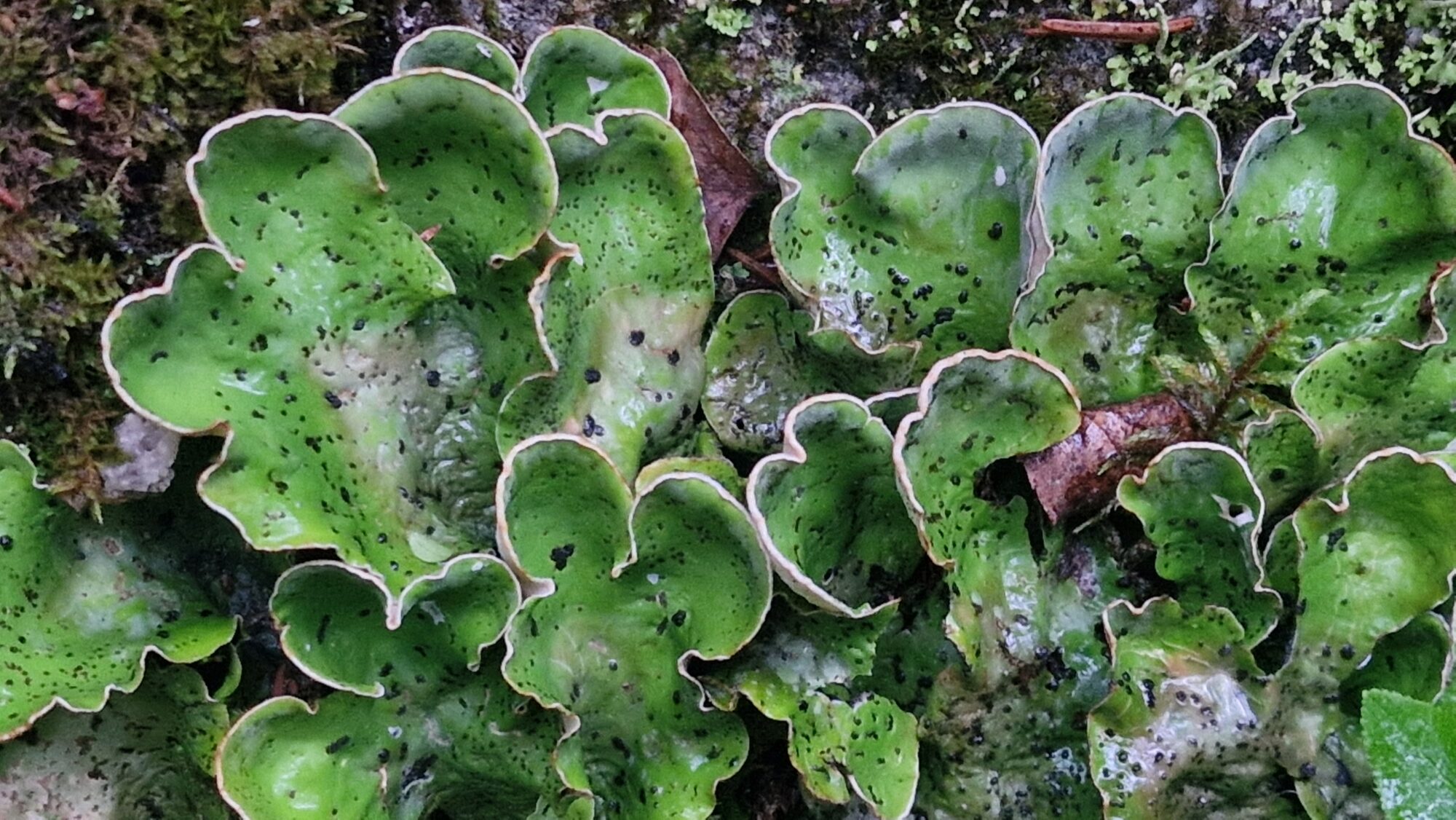 Valokuvaaja: Tea Hirvikoski