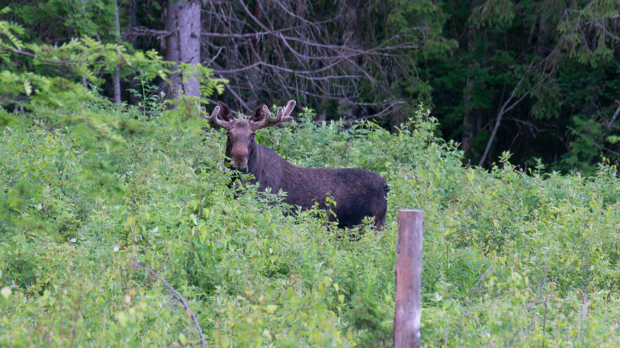 Valokuvaaja: Helena Minkkilä