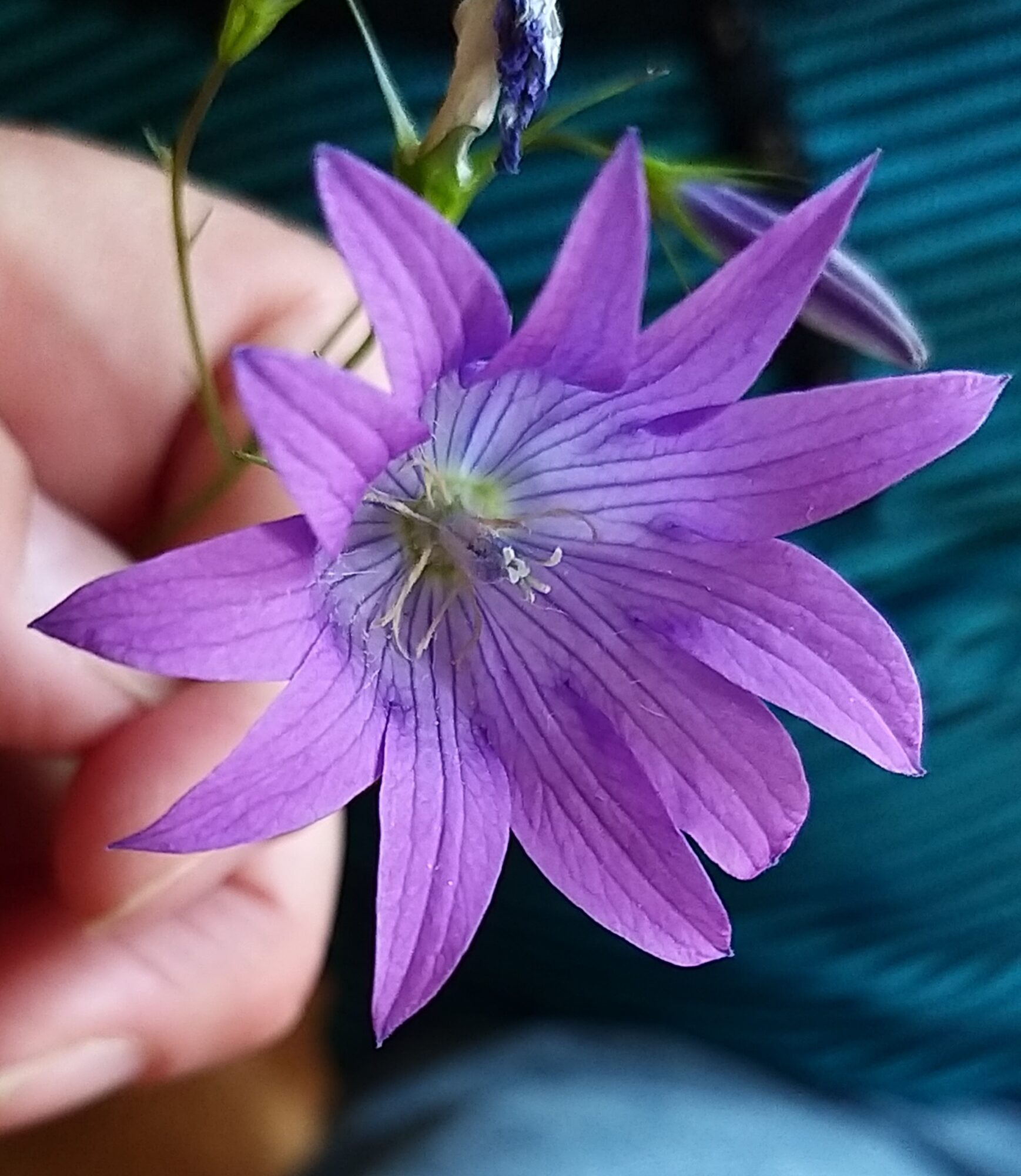 Valokuvaaja: Shinar Alimkhanova-Runni