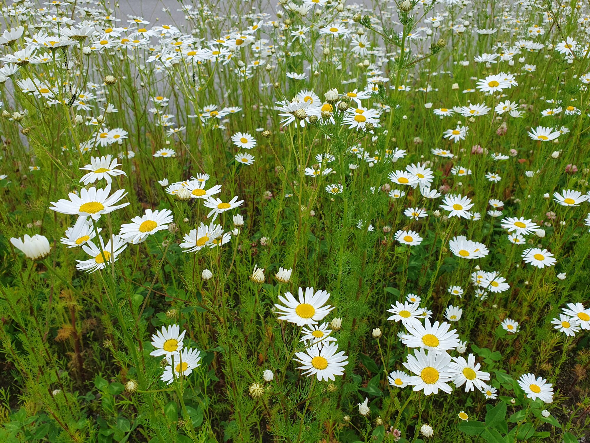 Valokuvaaja: Pirkko Tuulihovi