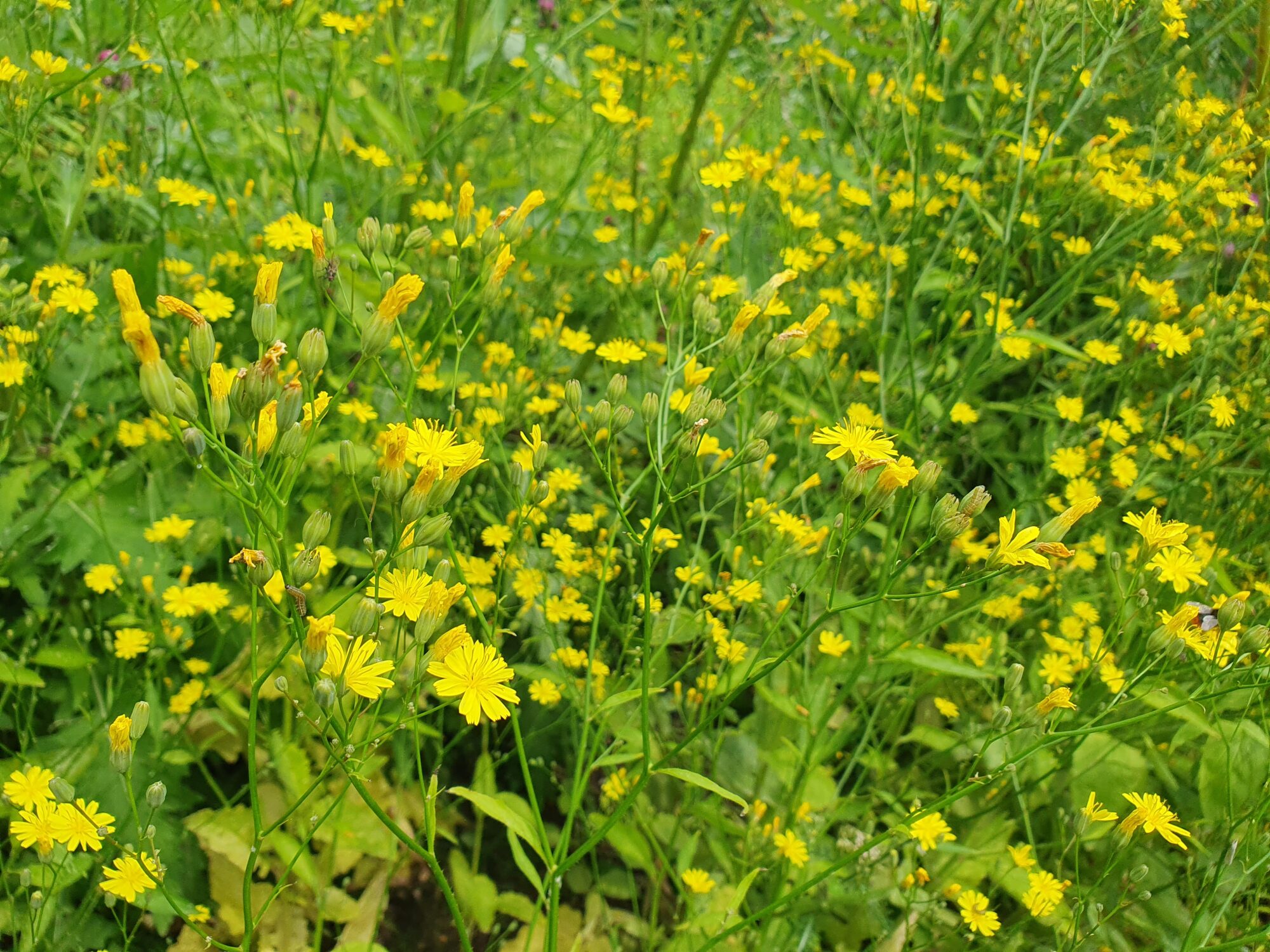 Valokuvaaja: Pirkko Tuulihovi