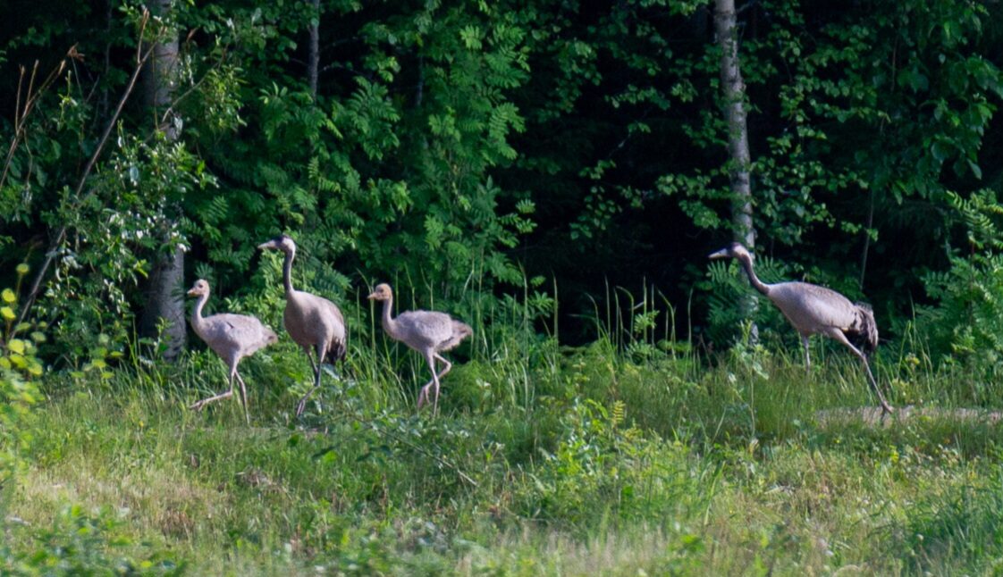 Valokuvaaja: Helena Minkkilä