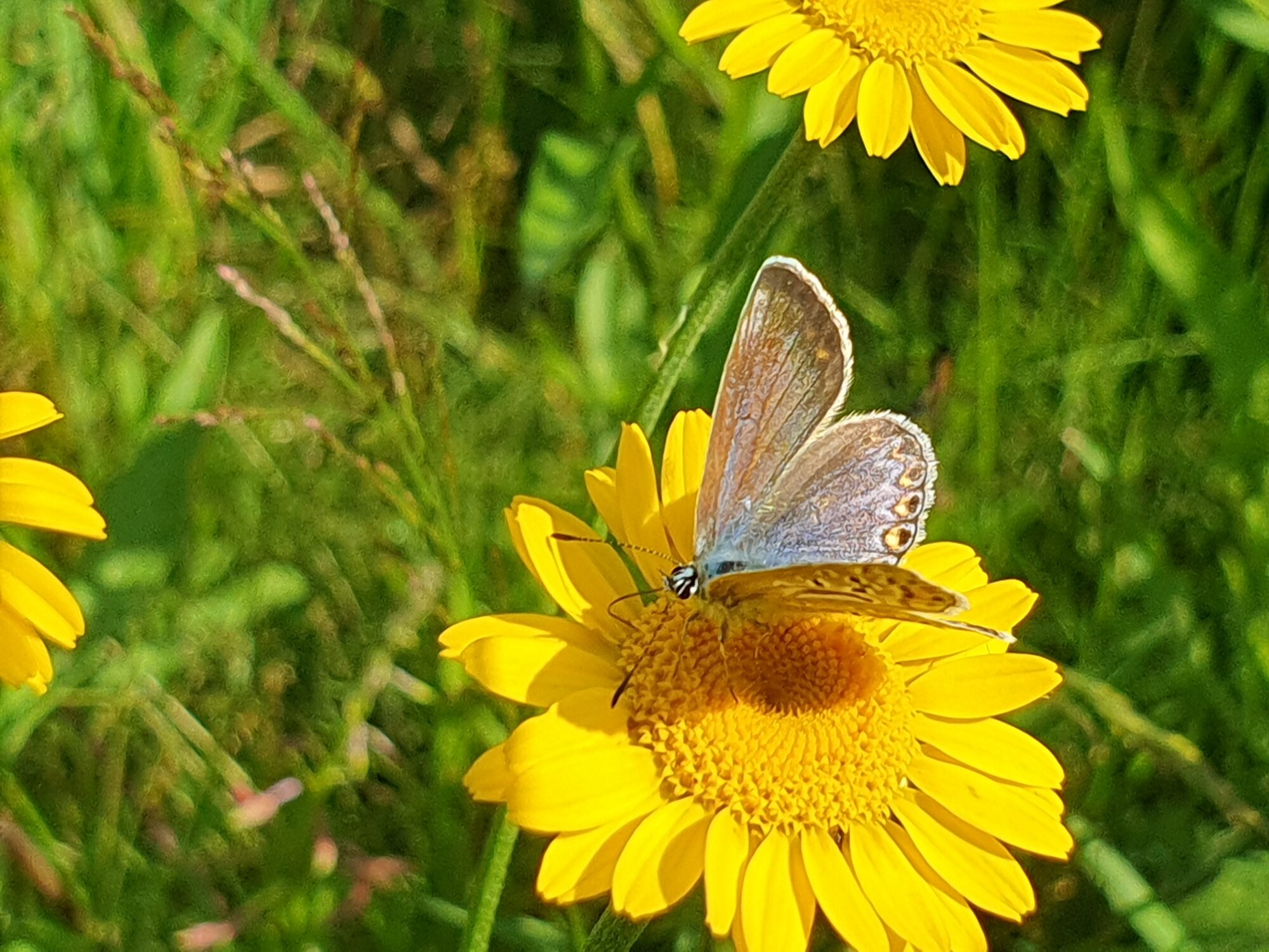 Valokuvaaja: Pirkko Tuulihovi