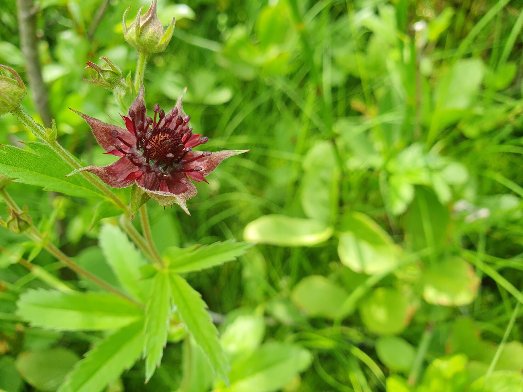 Valokuvaaja: Pirkko Tuulihovi