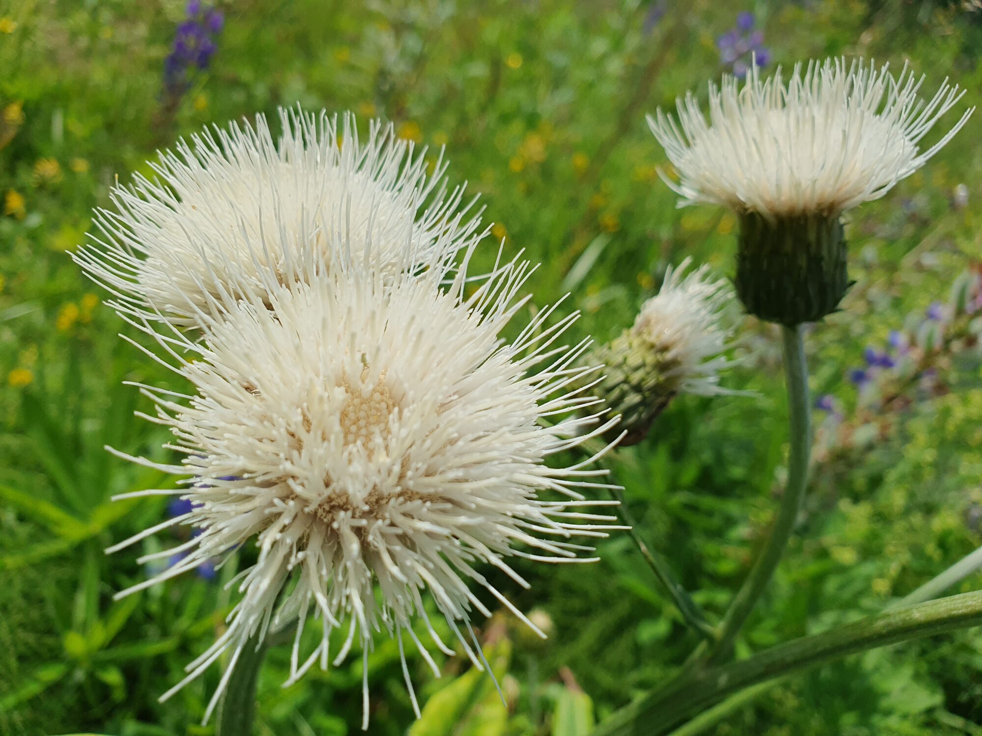 Valokuvaaja: Pirkko Tuulihovi