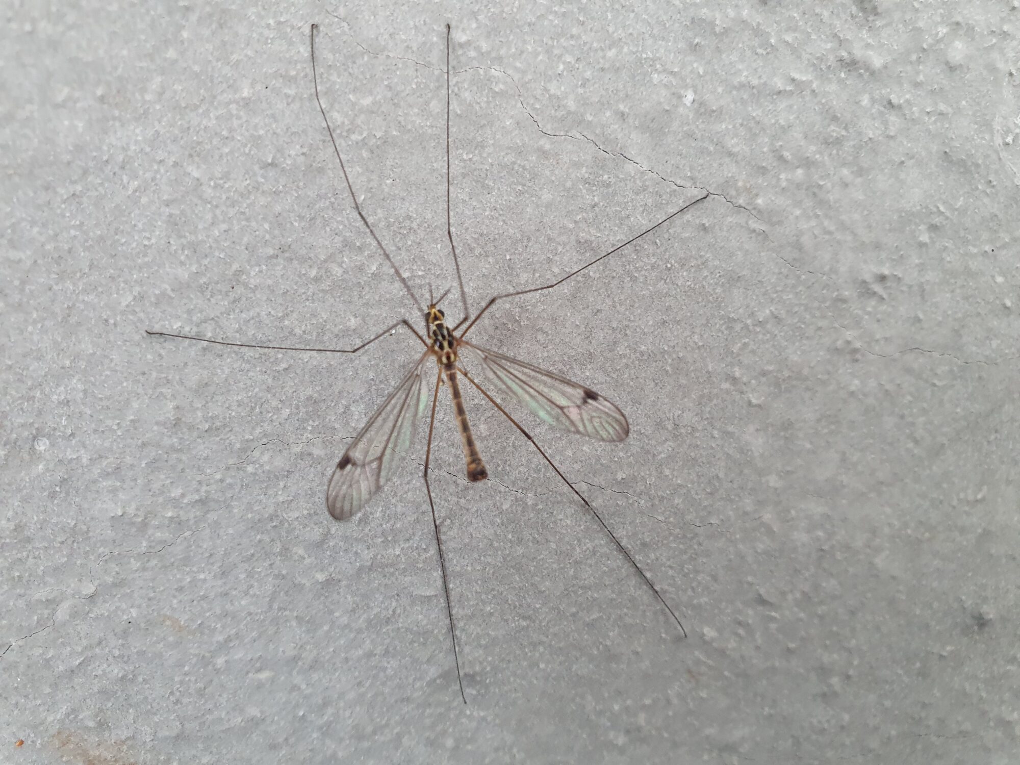 Valokuvaaja: Pirkko Tuulihovi