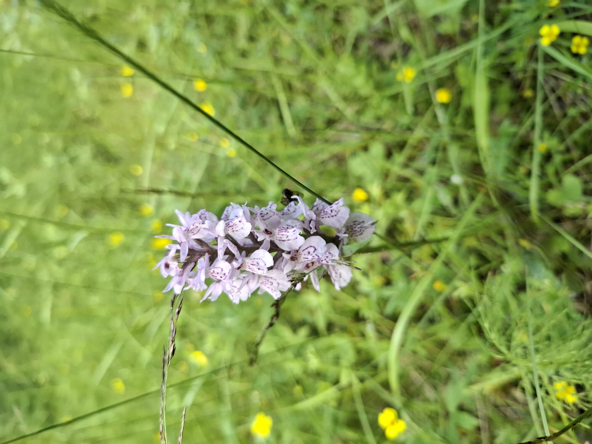 Valokuvaaja: Pirjo Lehikoinen