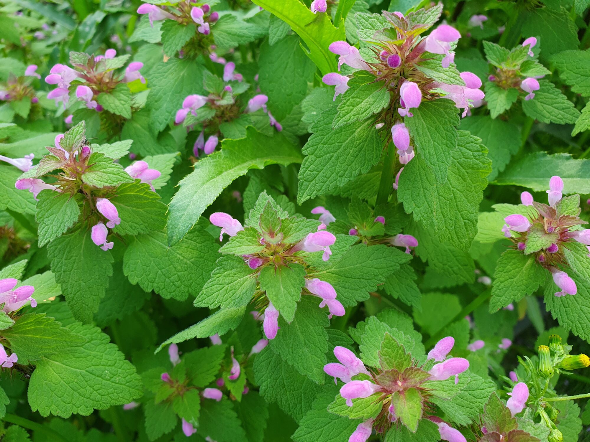 Valokuvaaja: Pirkko Tuulihovi Valokuvaaja: Pirkko Tuulihovi