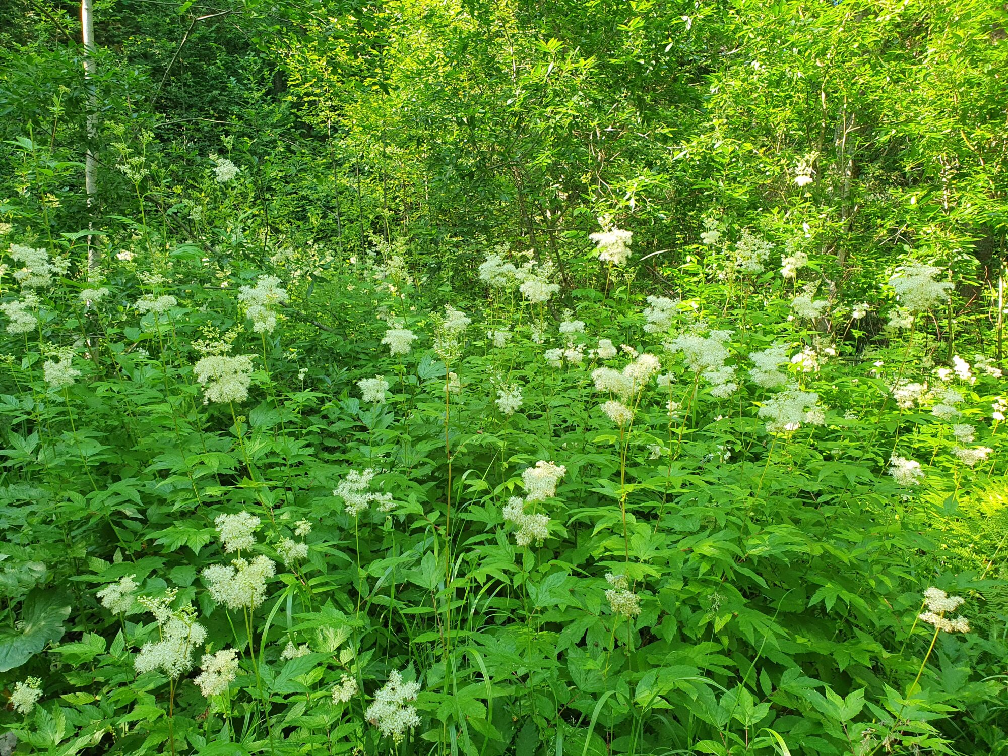 Valokuvaaja: Pirkko Tuulihovi