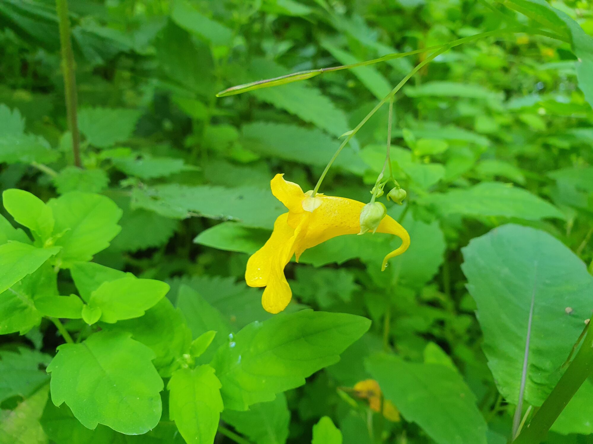 Valokuvaaja: Pirkko Tuulihovi