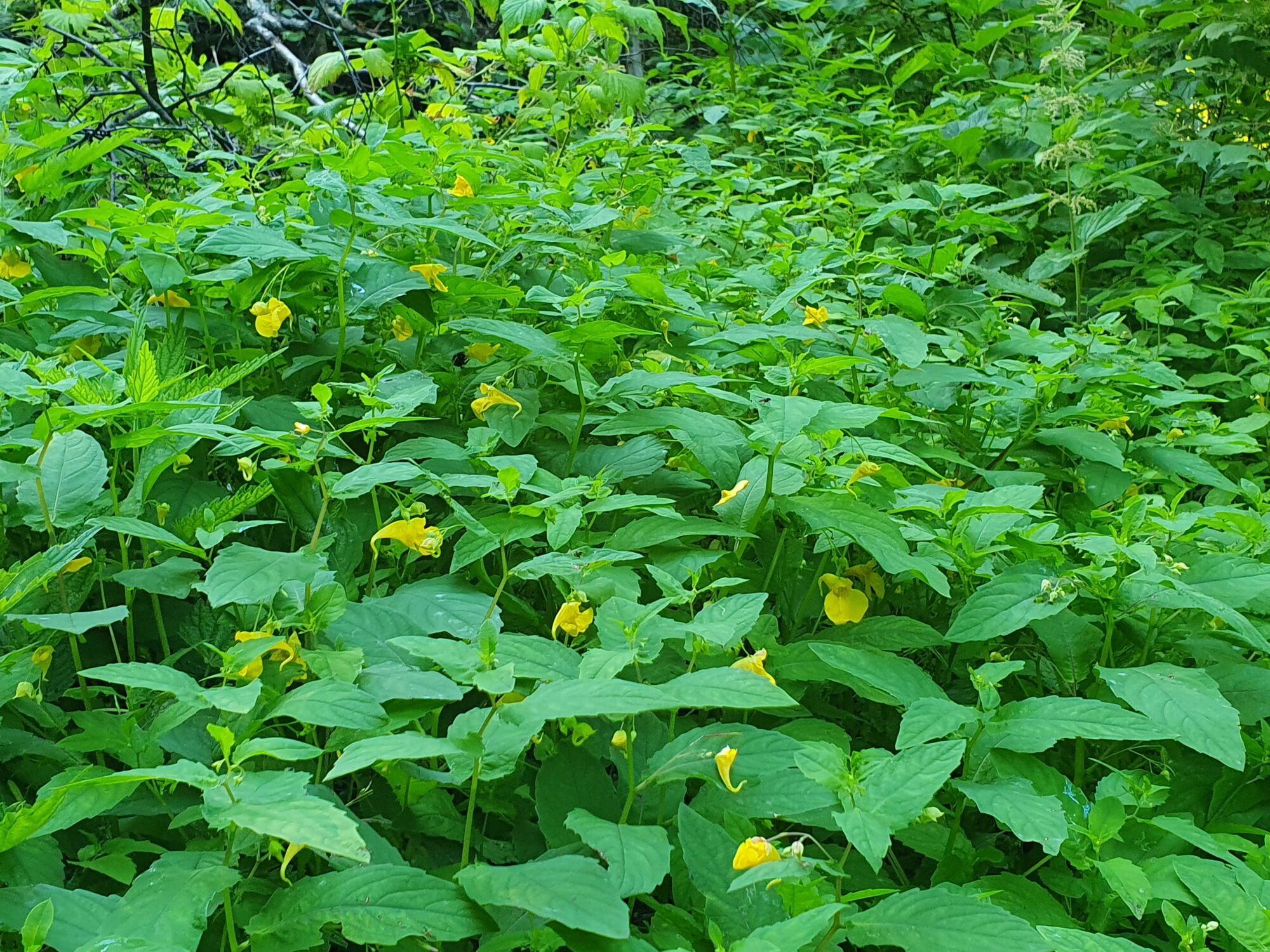 Valokuvaaja: Pirkko Tuulihovi