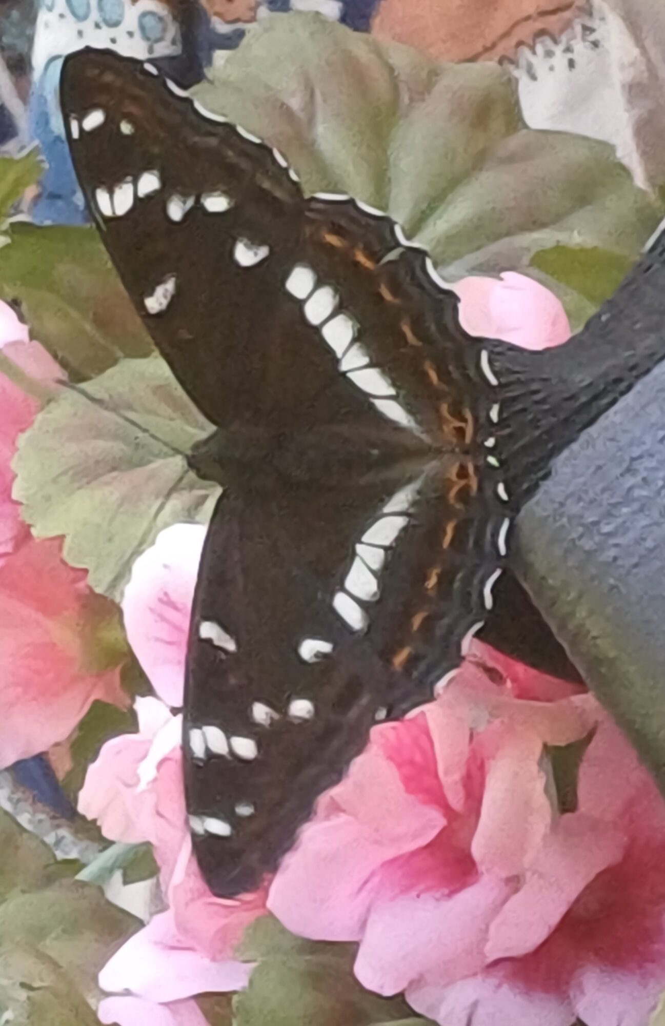 Valokuvaaja: Terttu Kaarina Ryhänen