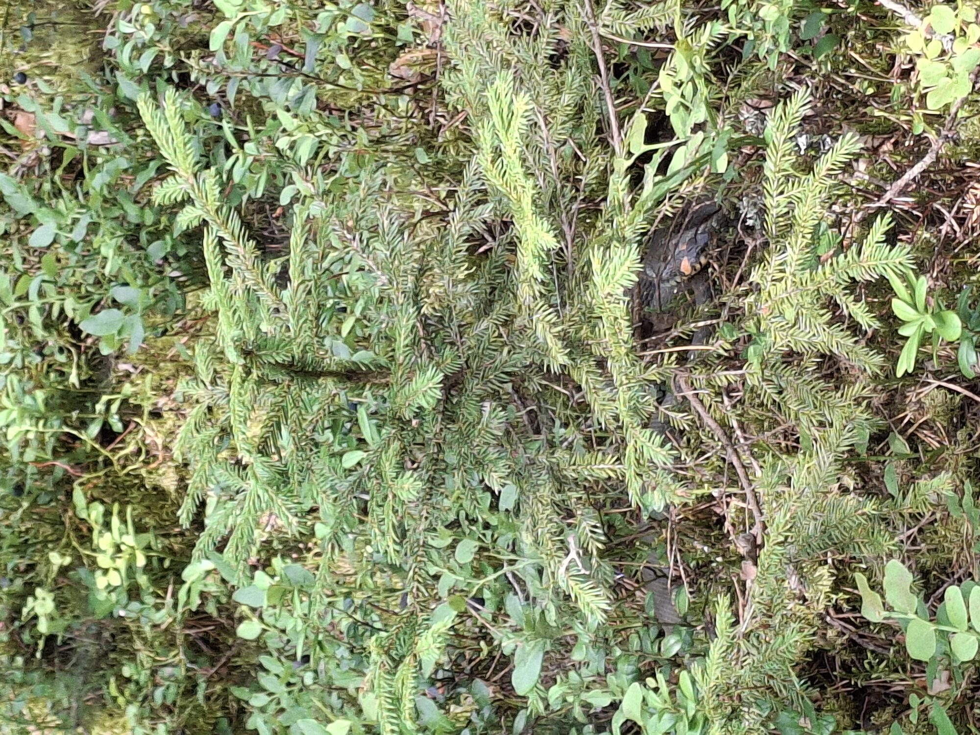 Valokuvaaja: Satu Suuntala