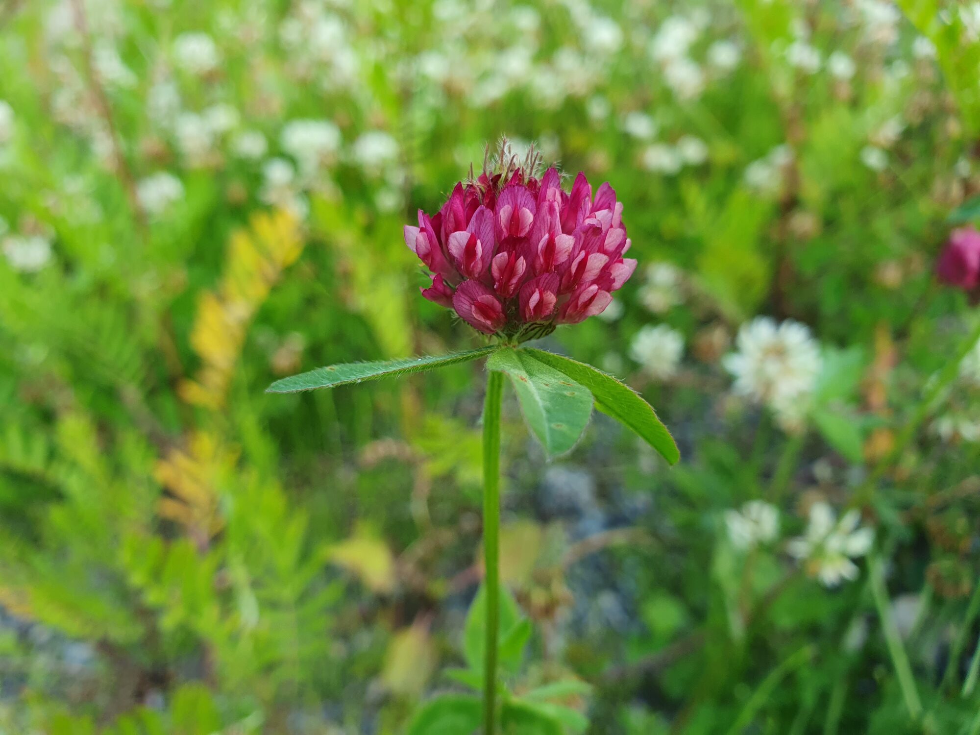 Valokuvaaja: Pirkko Tuulihovi