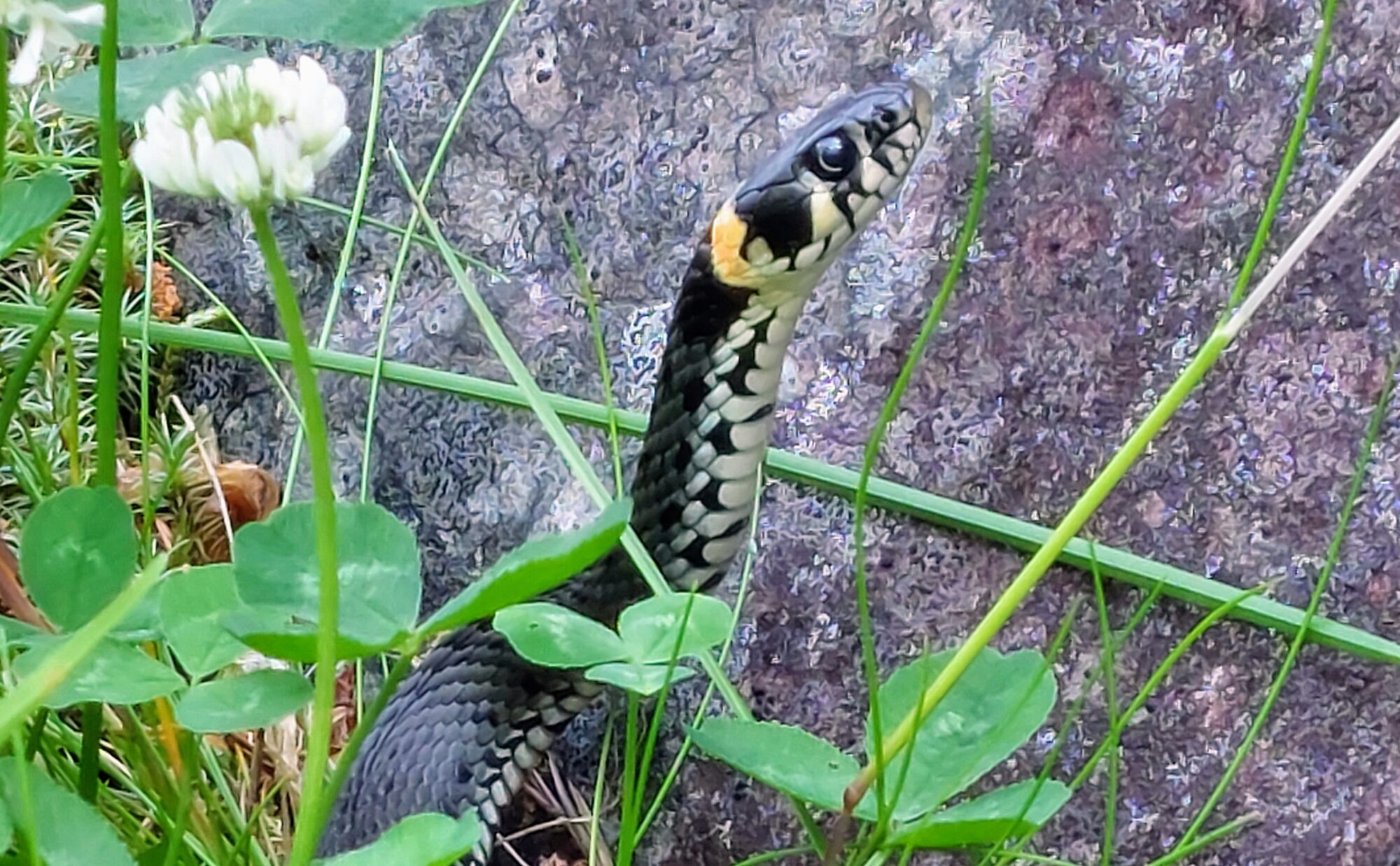 Valokuvaaja: Tarja Naukkarinen