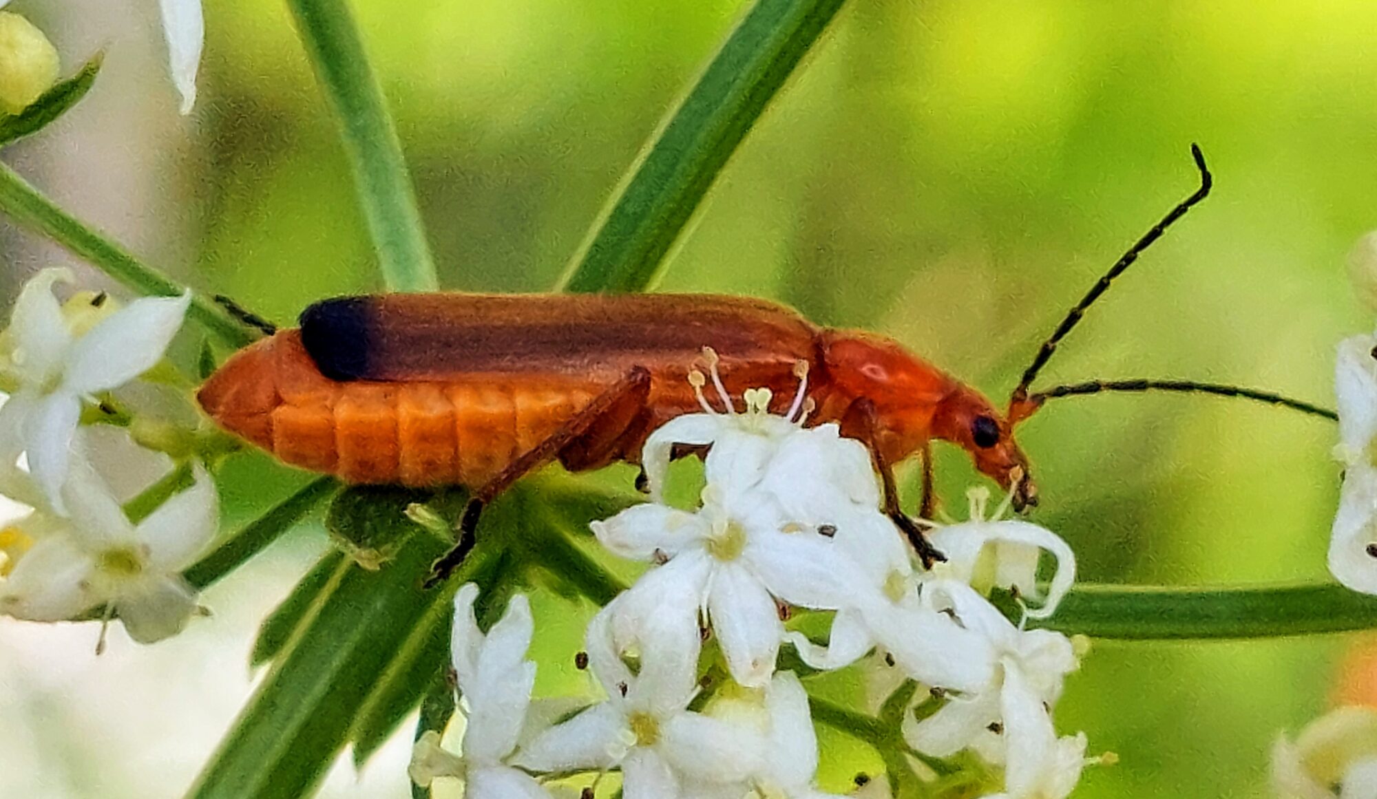Valokuvaaja: Tarja Naukkarinen Valokuvaaja: Tarja Naukkarinen