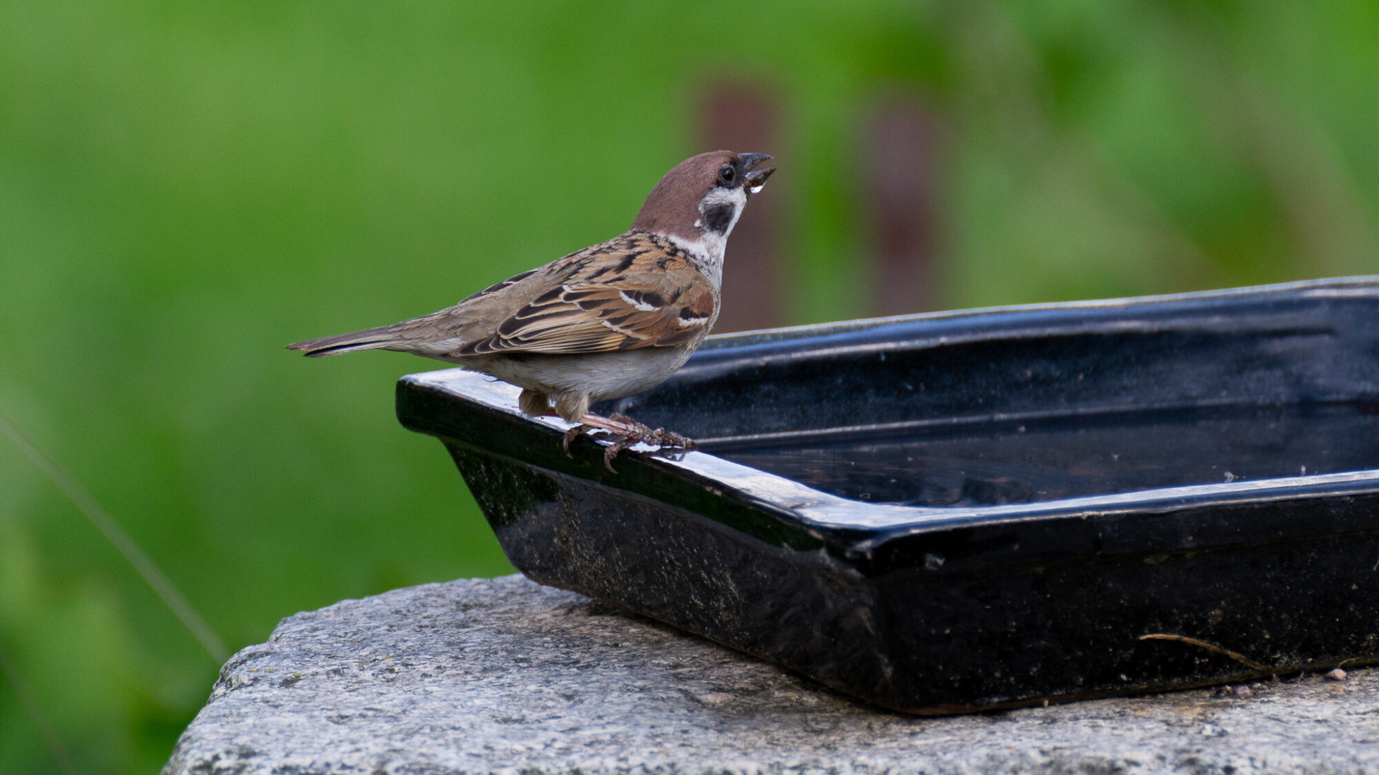 Valokuvaaja: Helena Minkkilä Valokuvaaja: Helena Minkkilä