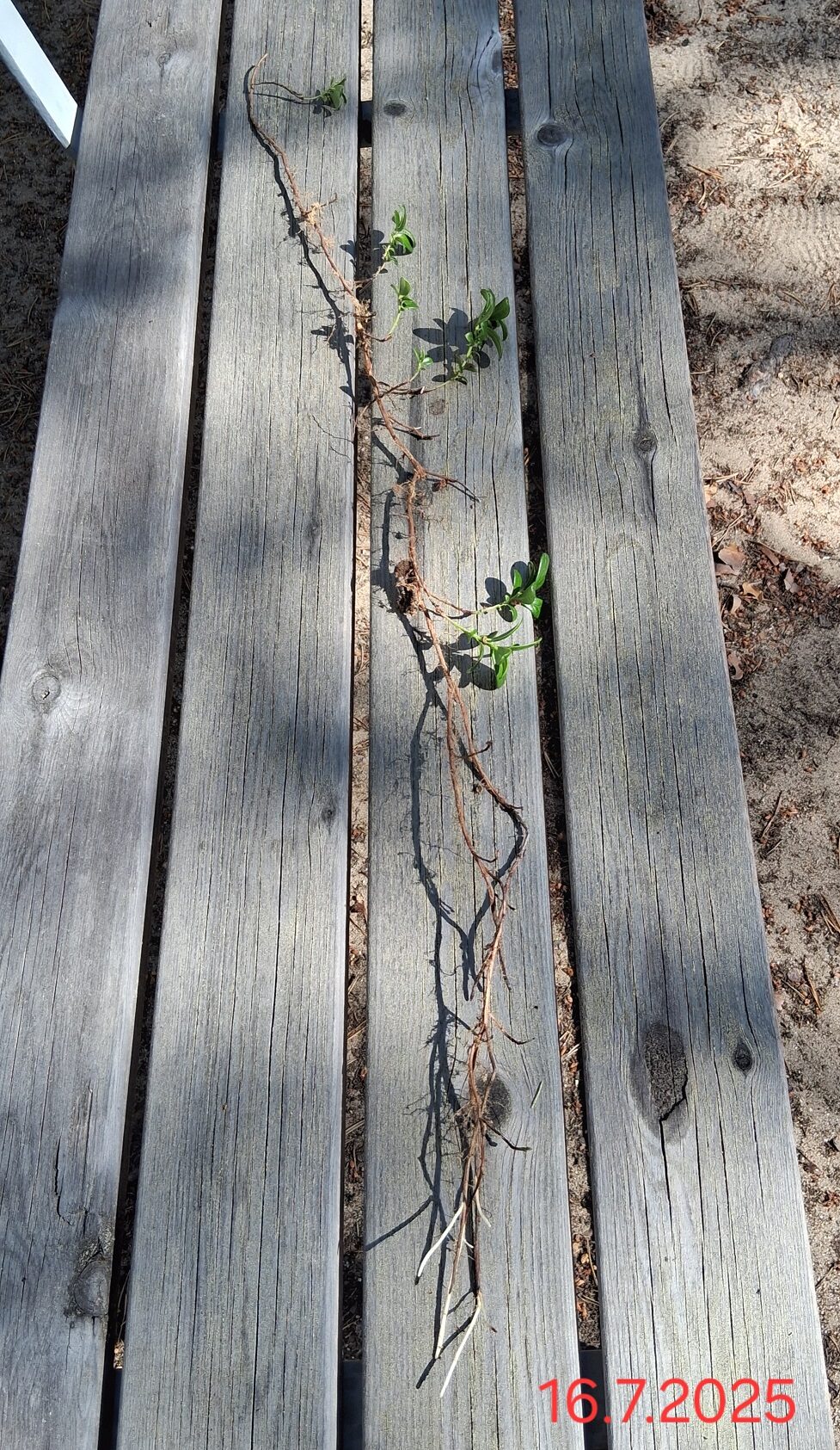 Valokuvaaja: Raili Nieminen Valokuvaaja: Raili Nieminen