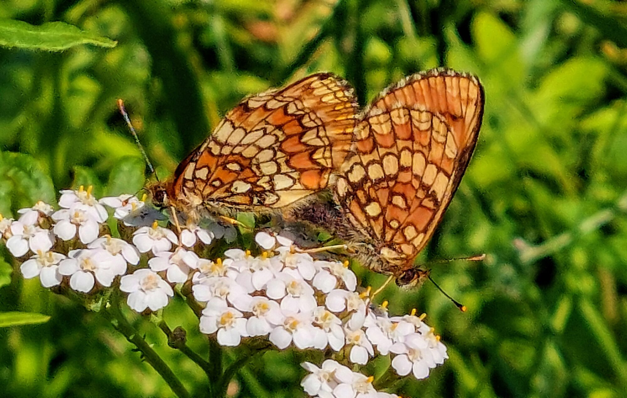 Valokuvaaja: Tarja Naukkarinen Valokuvaaja: Tarja Naukkarinen