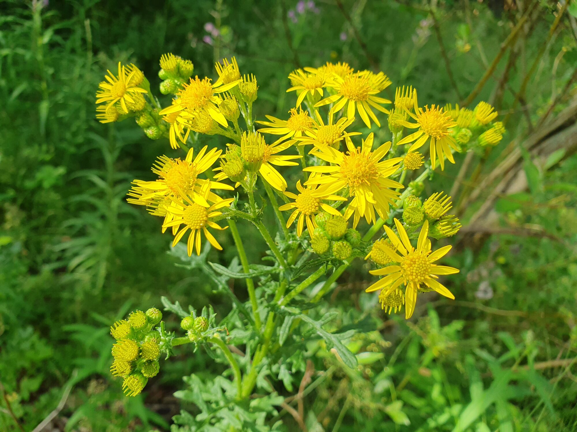 Valokuvaaja: Pirkko Tuulihovi