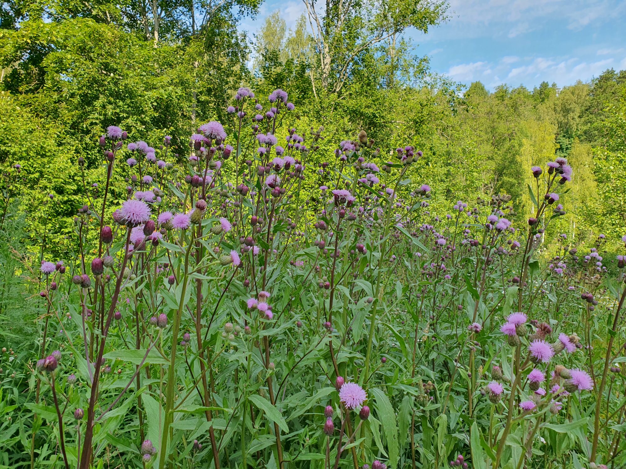 Valokuvaaja: Pirkko Tuulihovi