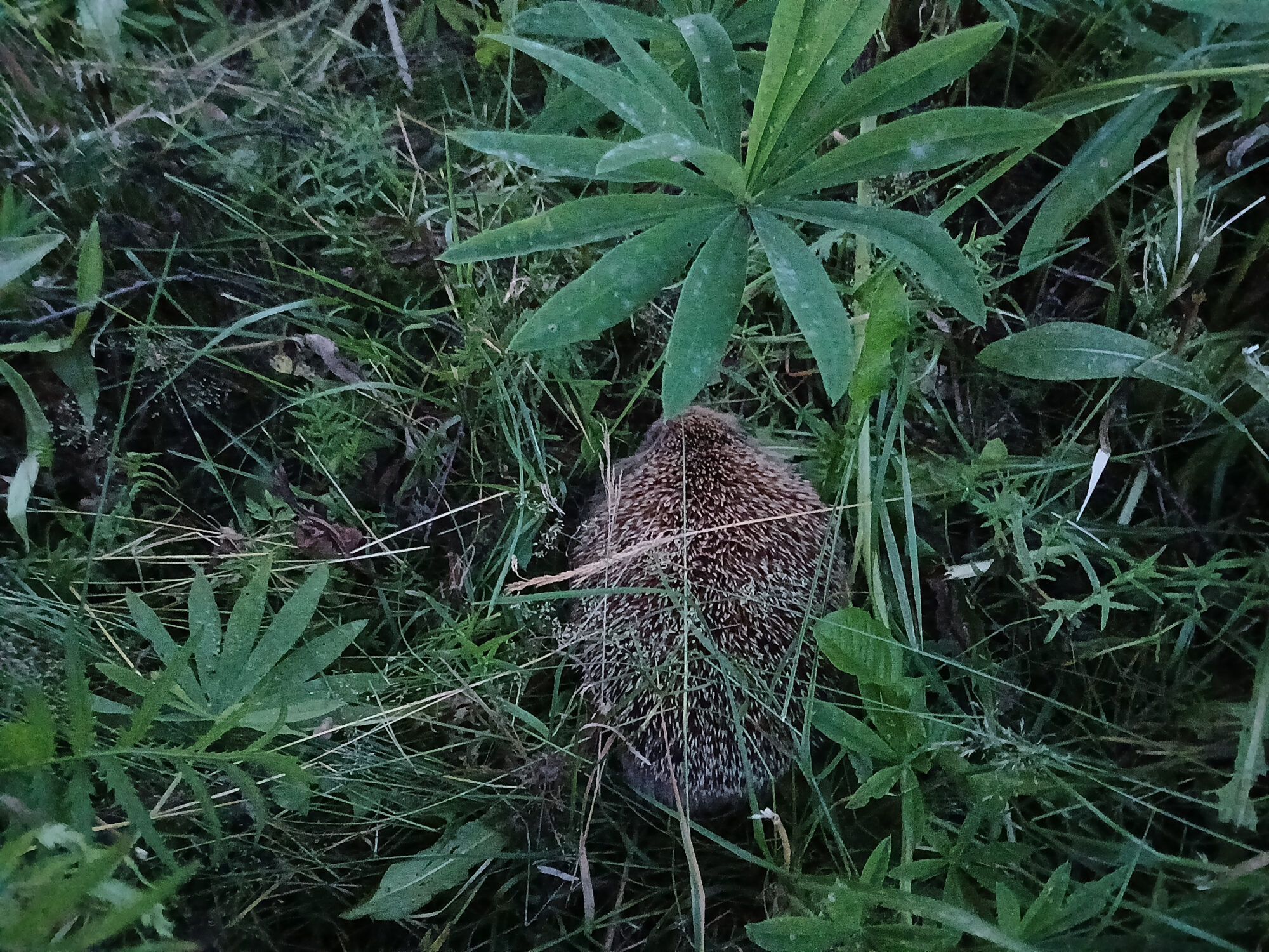 Valokuvaaja: Toni Asikainen