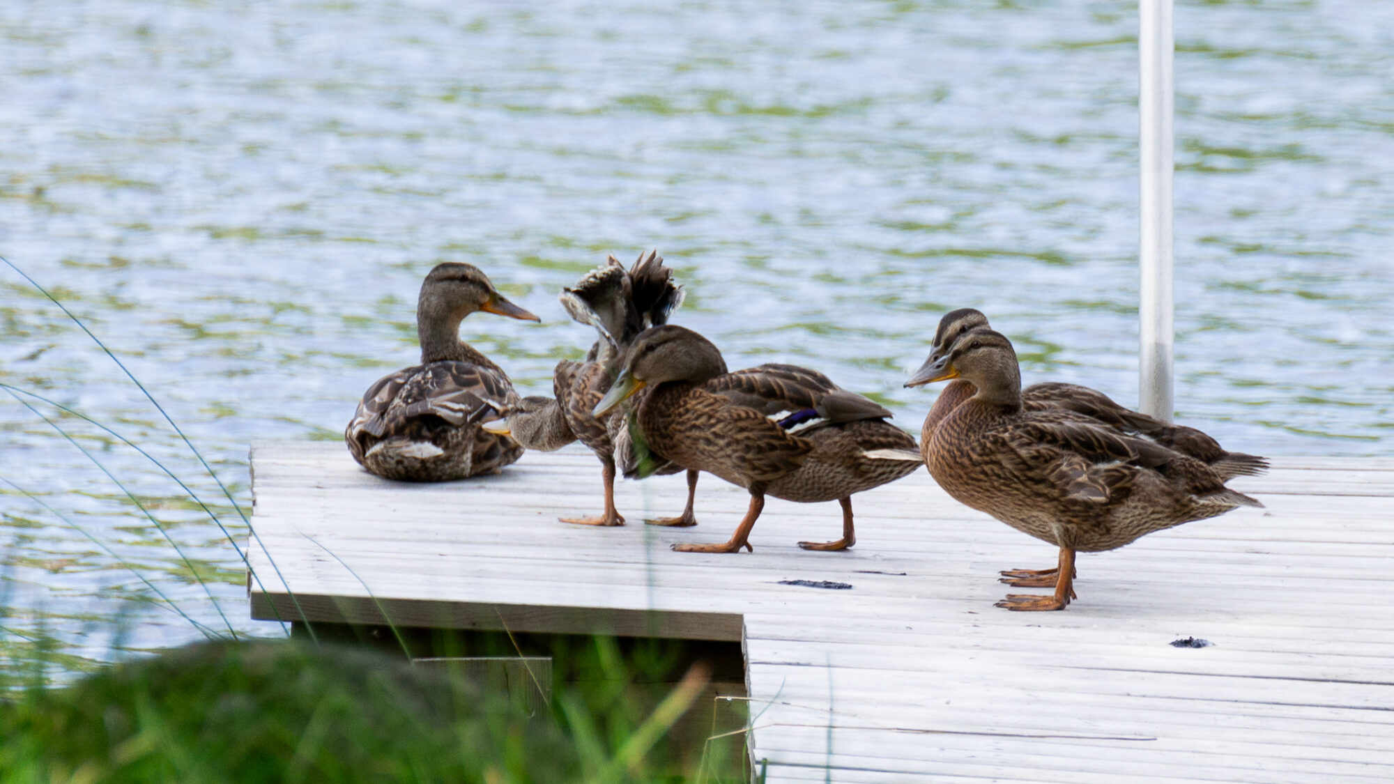 Valokuvaaja: Helena Minkkilä