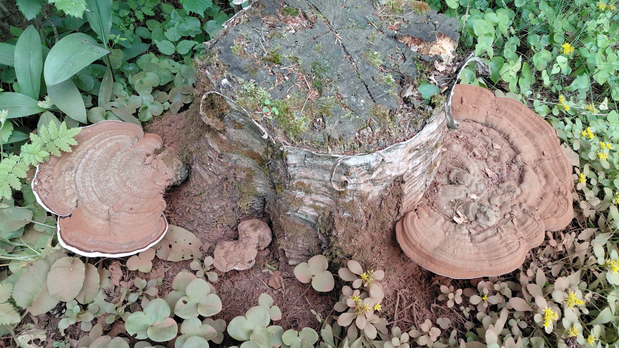 Valokuvaaja: Helli Okslahti