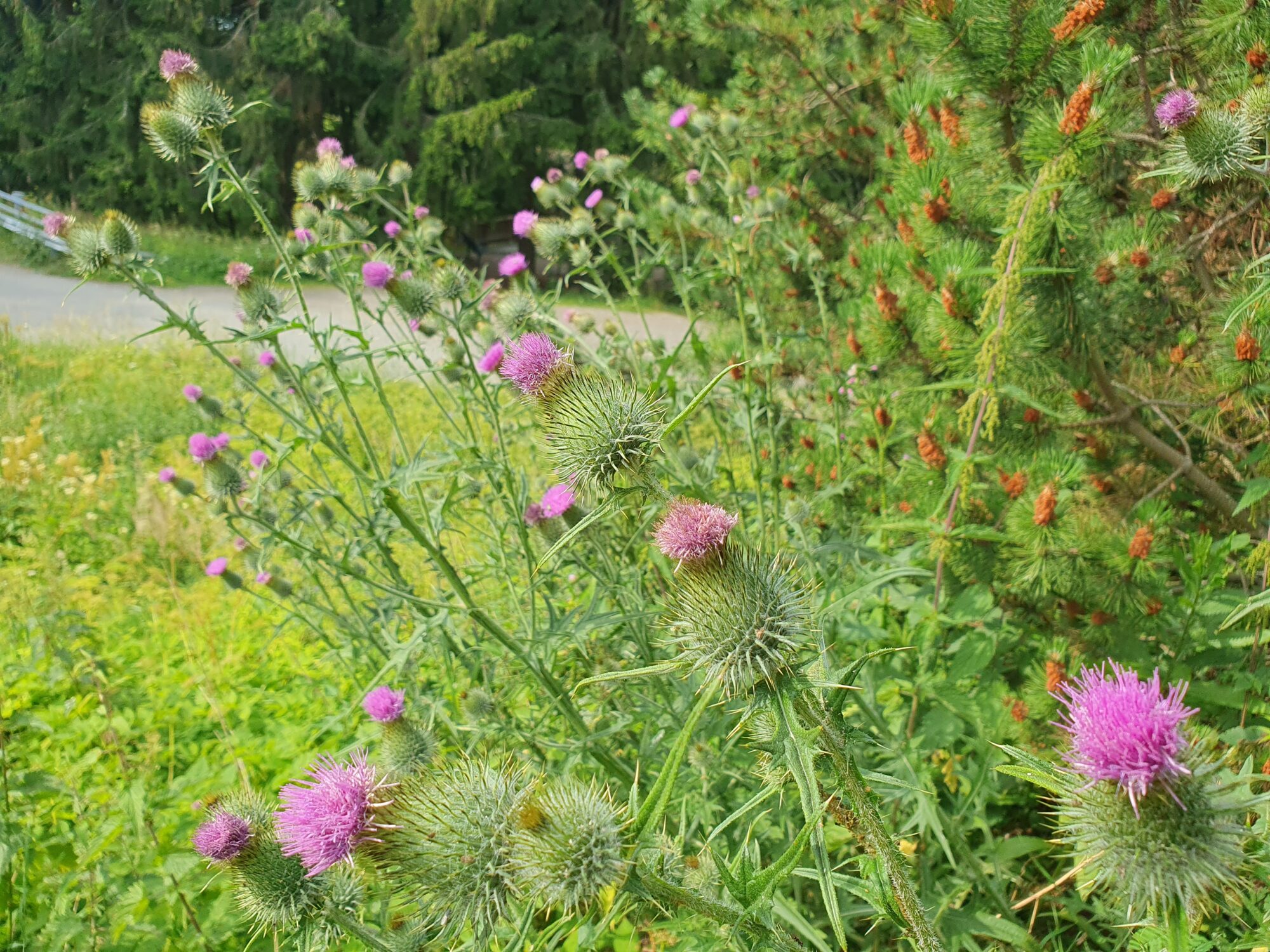 Valokuvaaja: Pirkko Tuulihovi